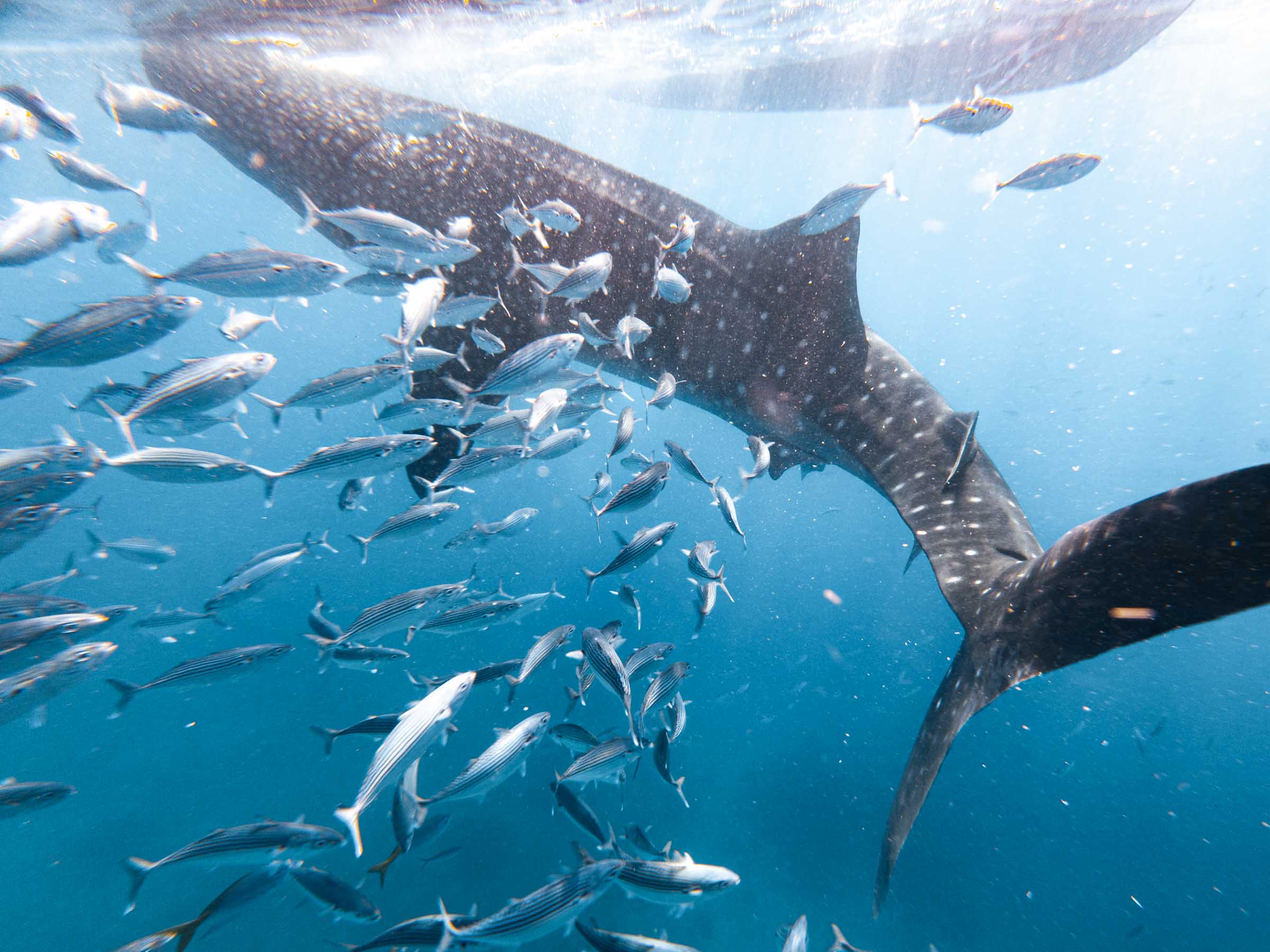 Oslob Whale Shark with fish