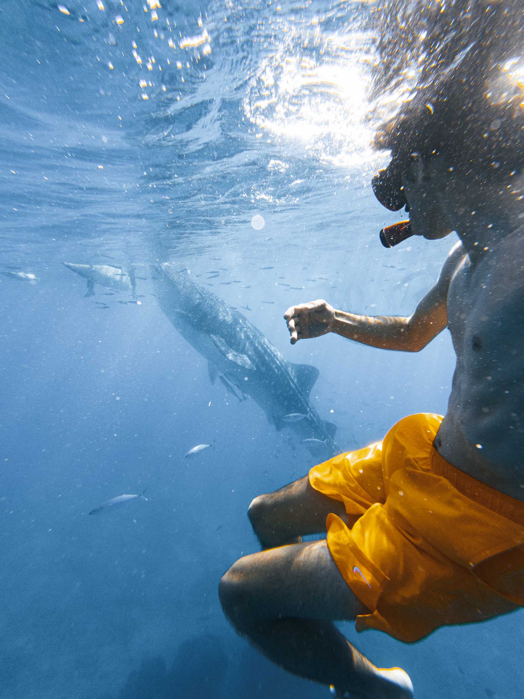 Oslob Whale Shark Watching