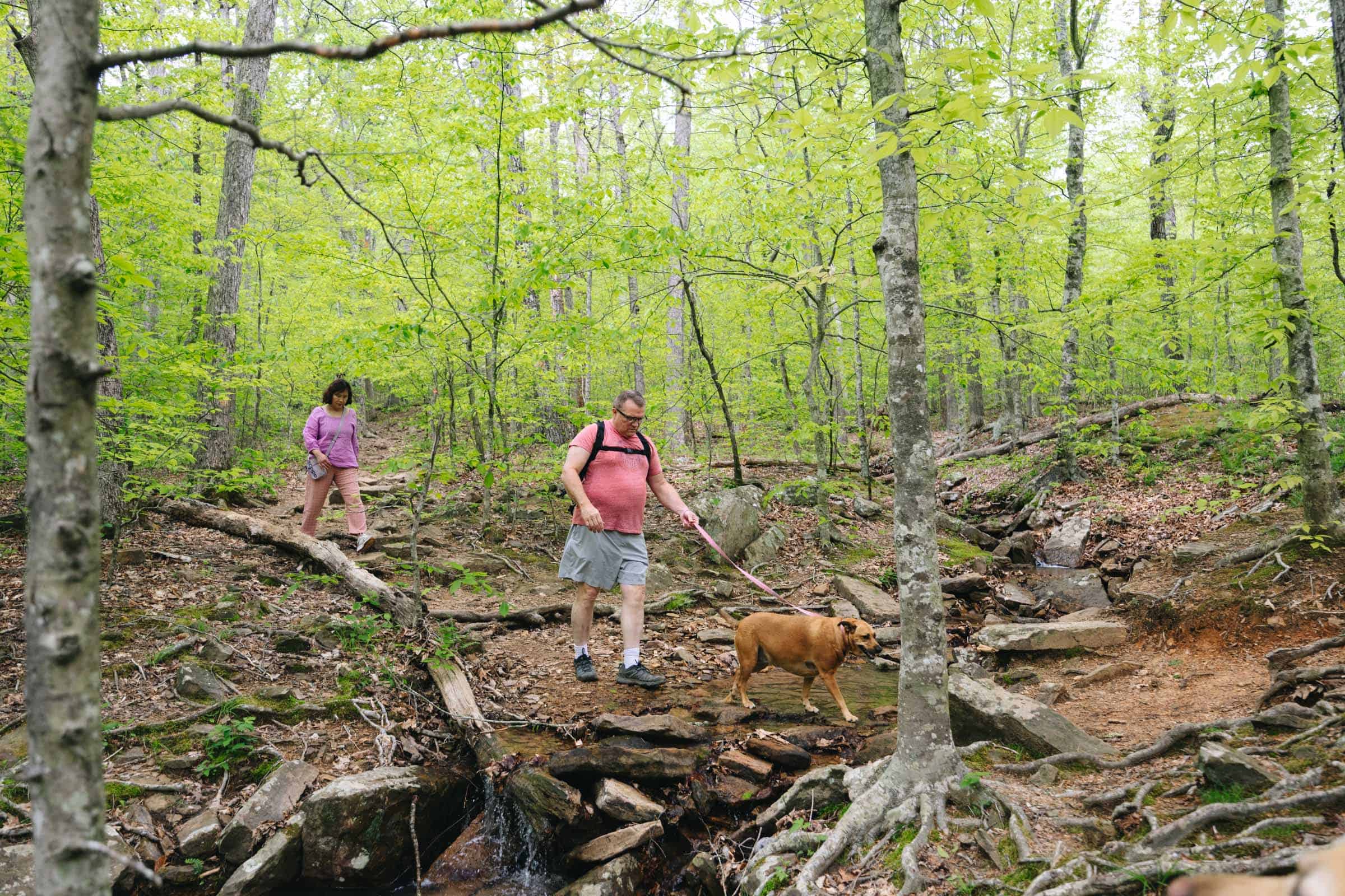 Whitaker Point Trail (Hawksbill Crag): Complete Hiking Guide 11 Downhill slope at Hawksbill Crag trail