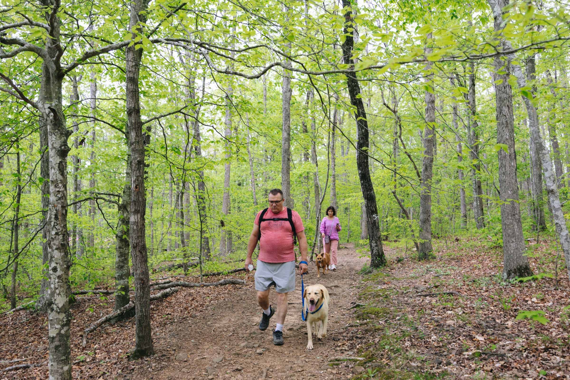 Whitaker Point Trail (Hawksbill Crag): Complete Hiking Guide 12 Flat trail at Whitaker Point Hawksbill Crag Trail