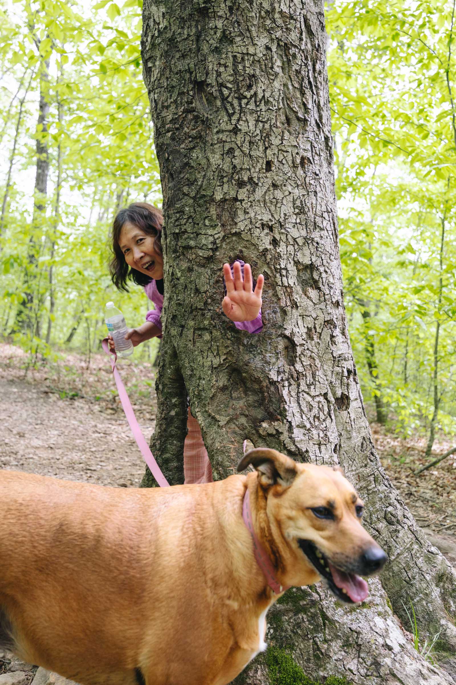 Whitaker Point Trail (Hawksbill Crag): Complete Hiking Guide 13 Special Tree with hole at Whitaker Point Hawksbill Crag Trail