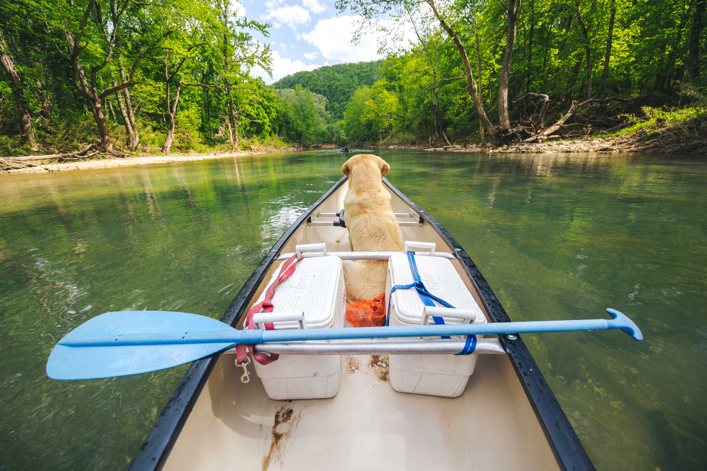 How to Float the Buffalo River in Arkansas: Complete Guide 2 Buffalo River Arkansas Dog in canoe