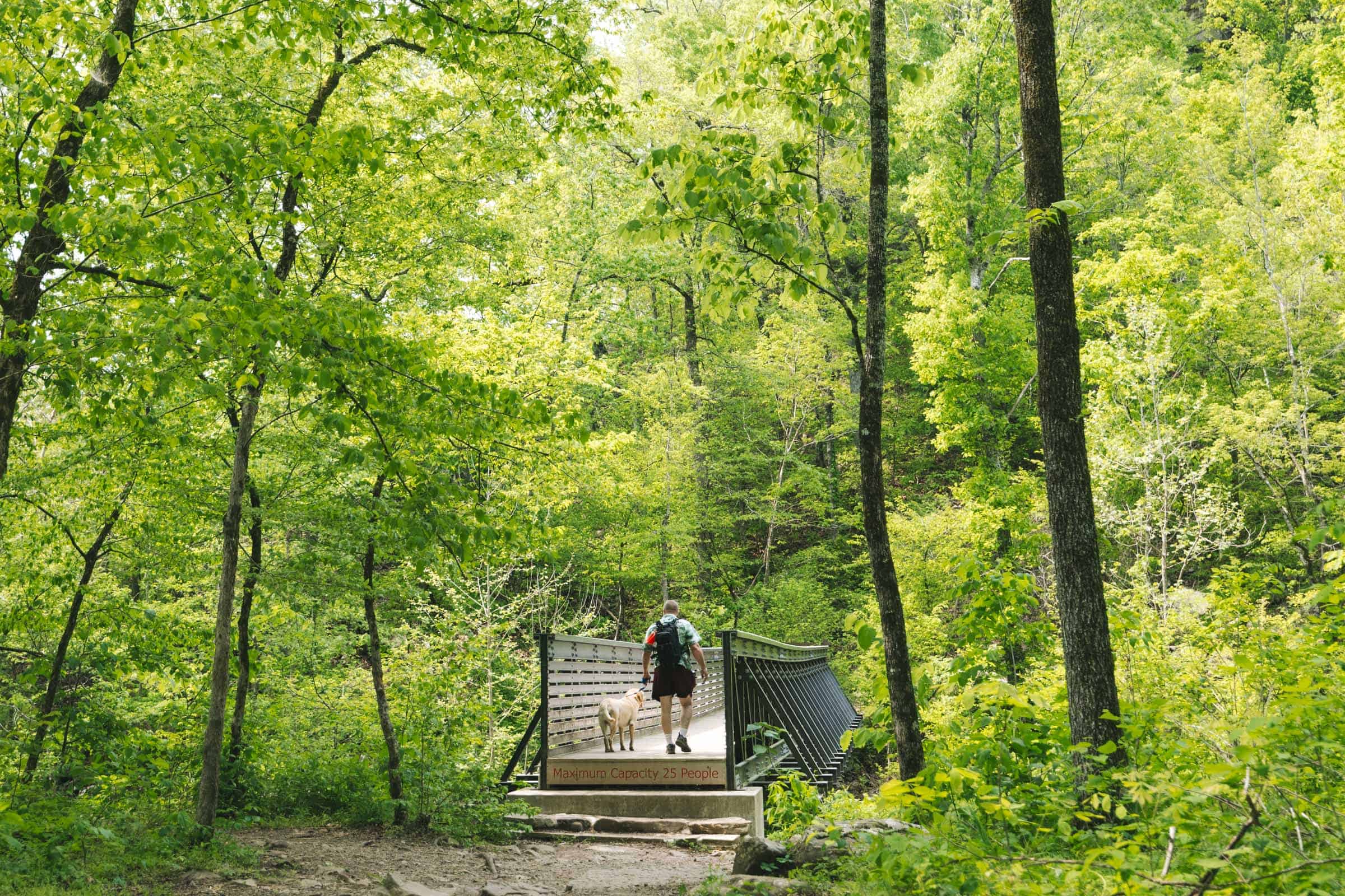 Cedar Falls Trail in Arkansas: Complete Hiking Guide 13 Bridge at Cedar Falls Trail