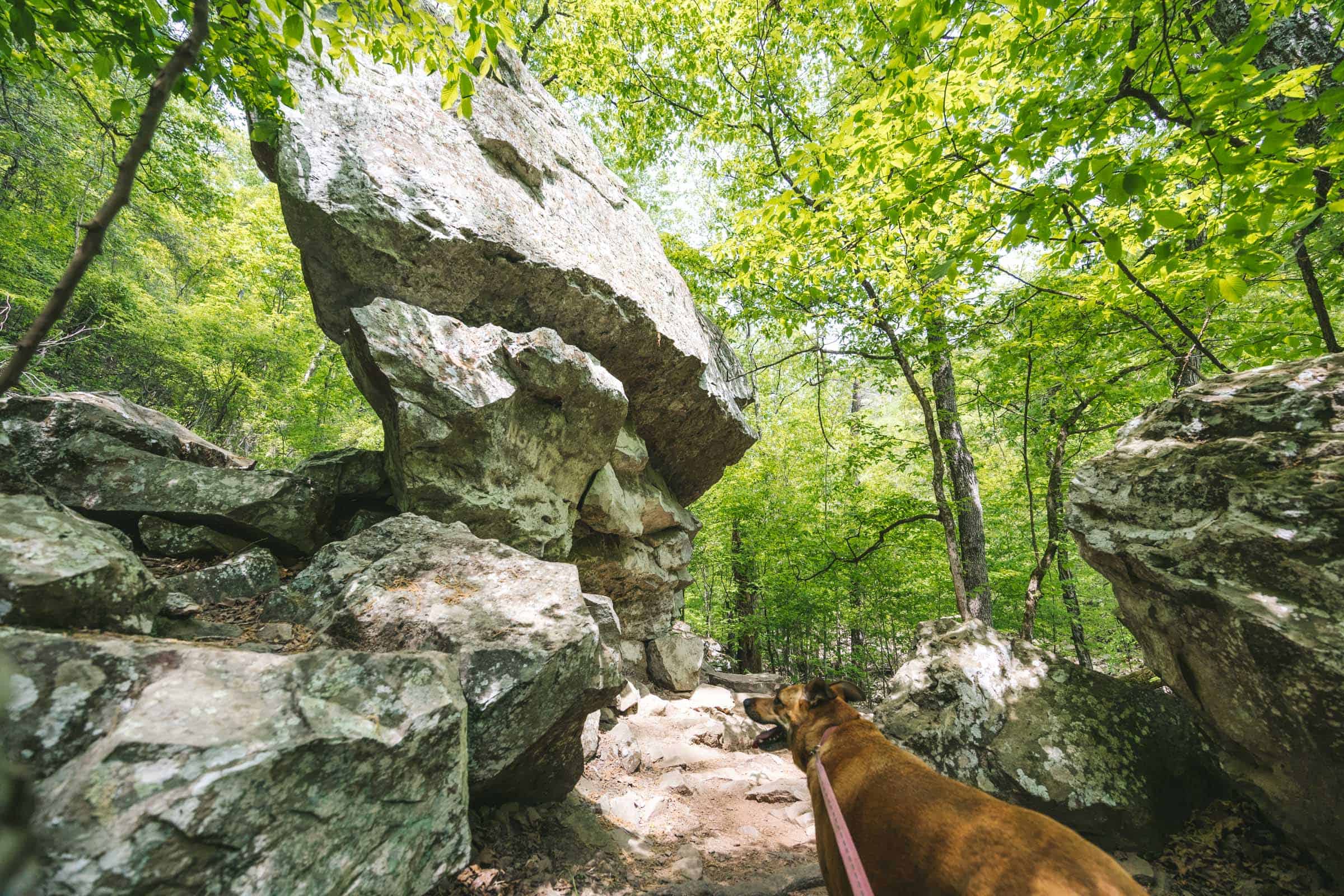 Cedar Falls Trail in Arkansas: Complete Hiking Guide 15 Cedar Falls Trail with dog