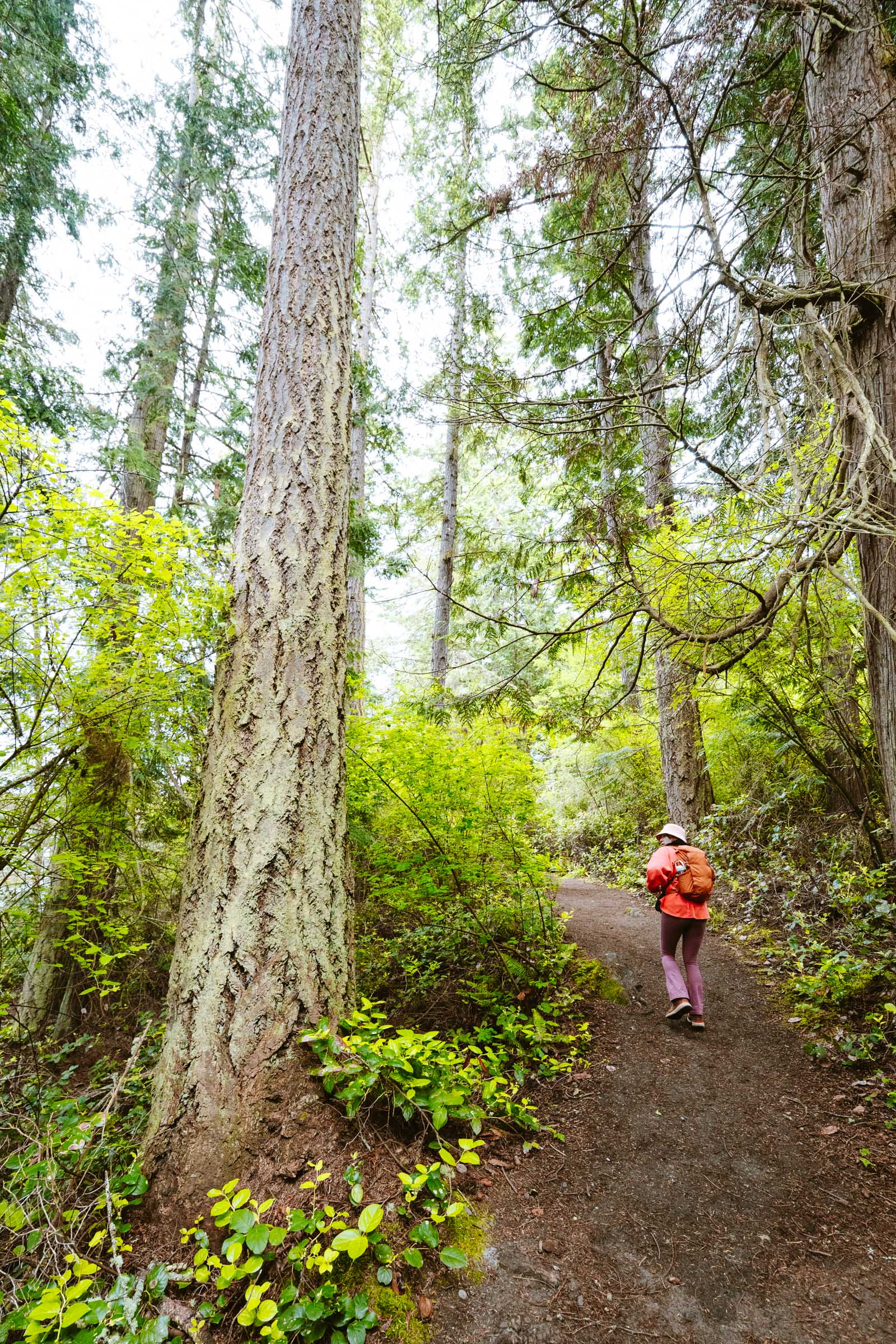 Coastal Rainforest at Deception Pass beach