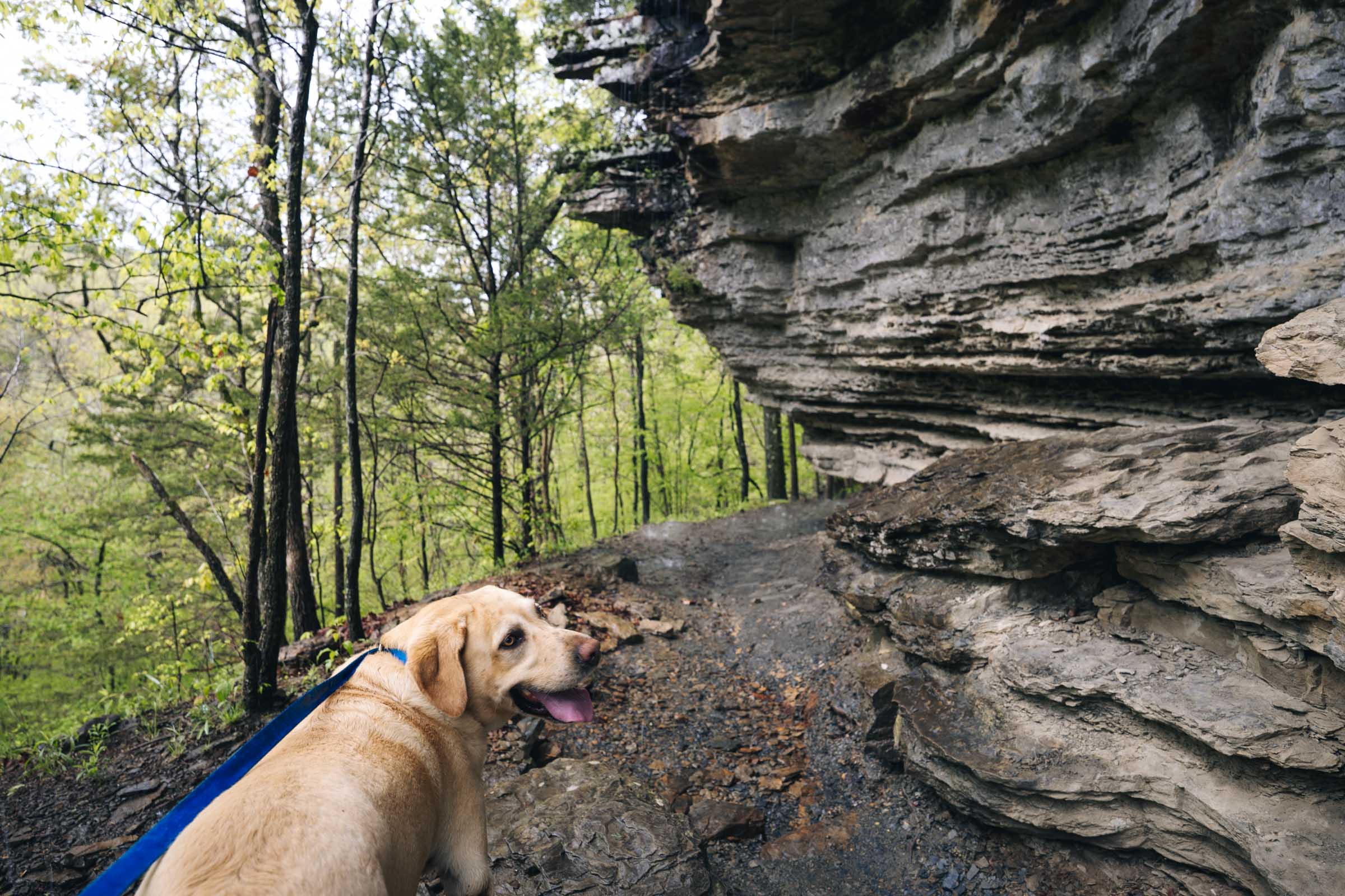 Dog on Yellow Rock Trail Arkansas