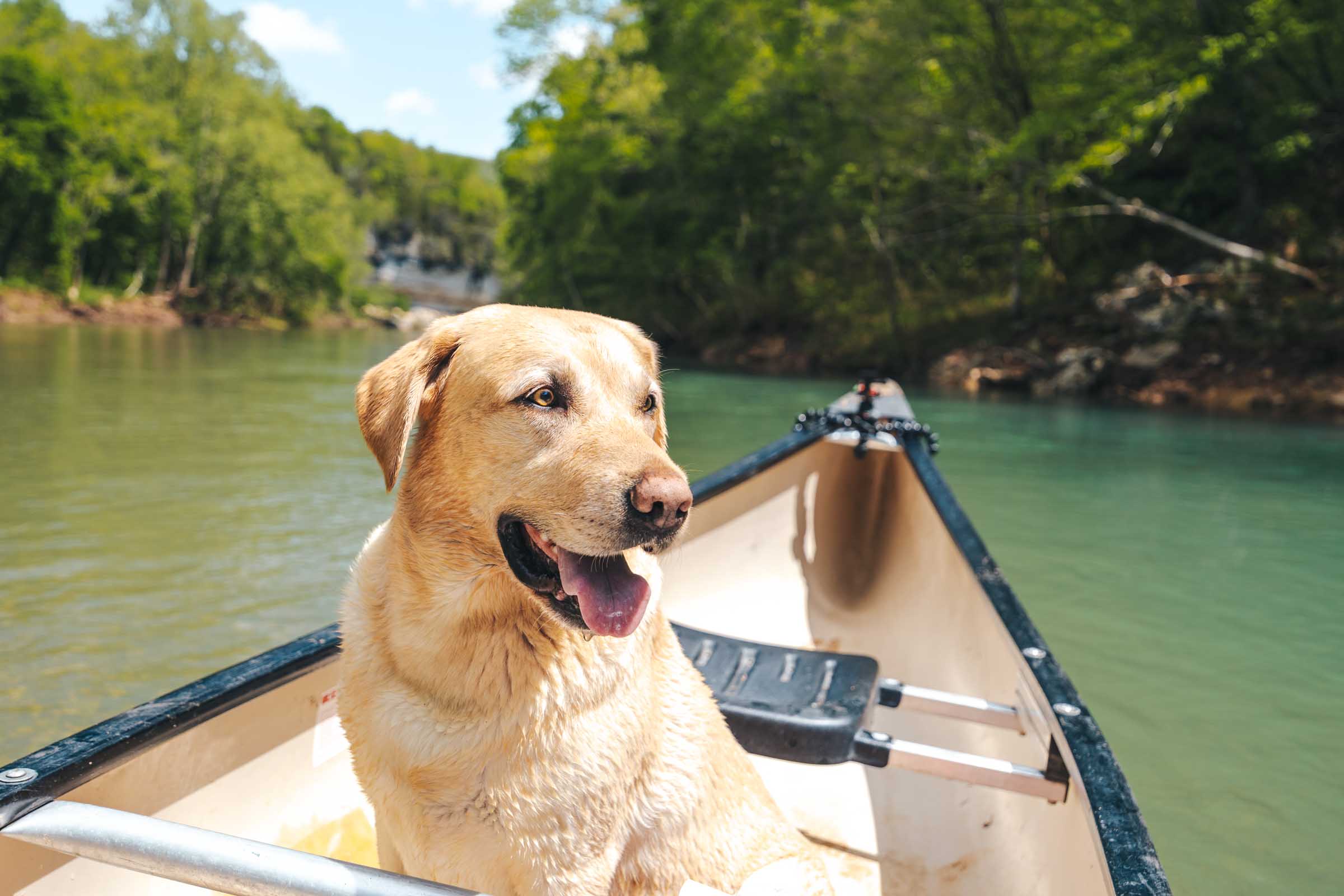 How to Float the Buffalo River in Arkansas: Complete Guide 33 Dog in canoe at Buffalo River Arkansas