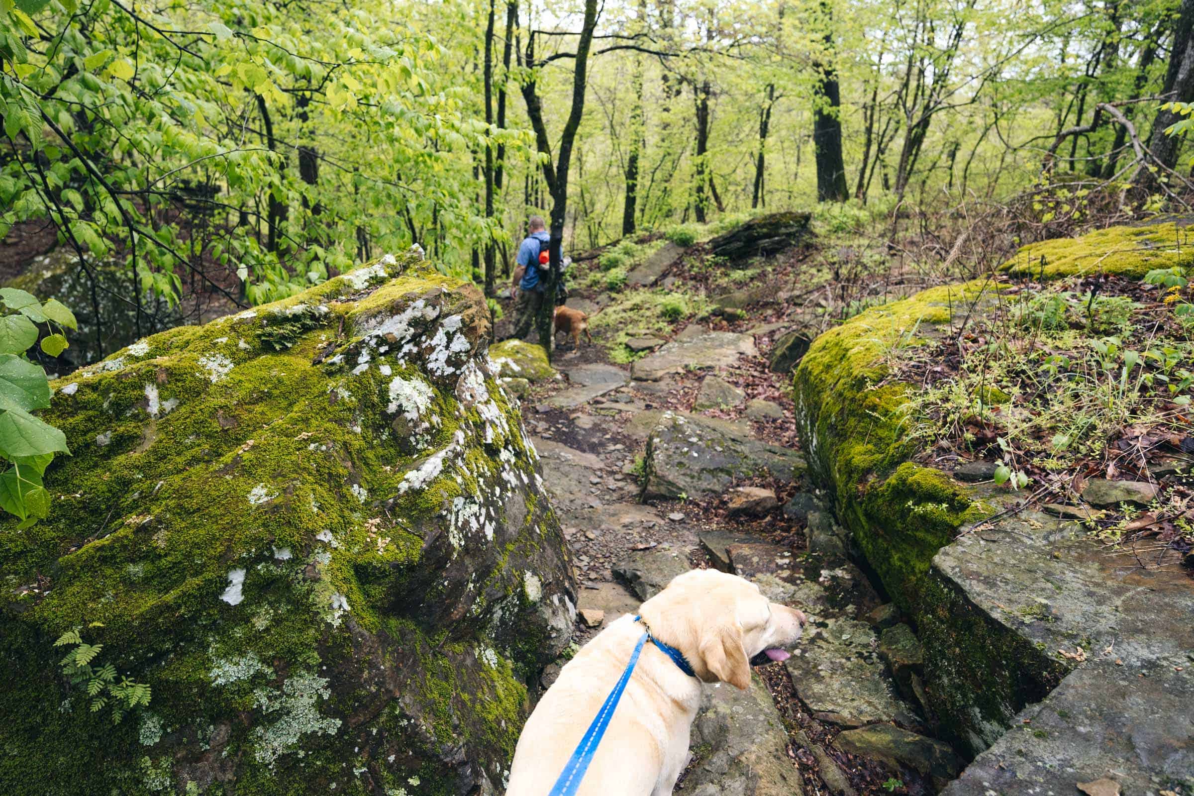 Dog on Yellow Rock Trail Arkansas