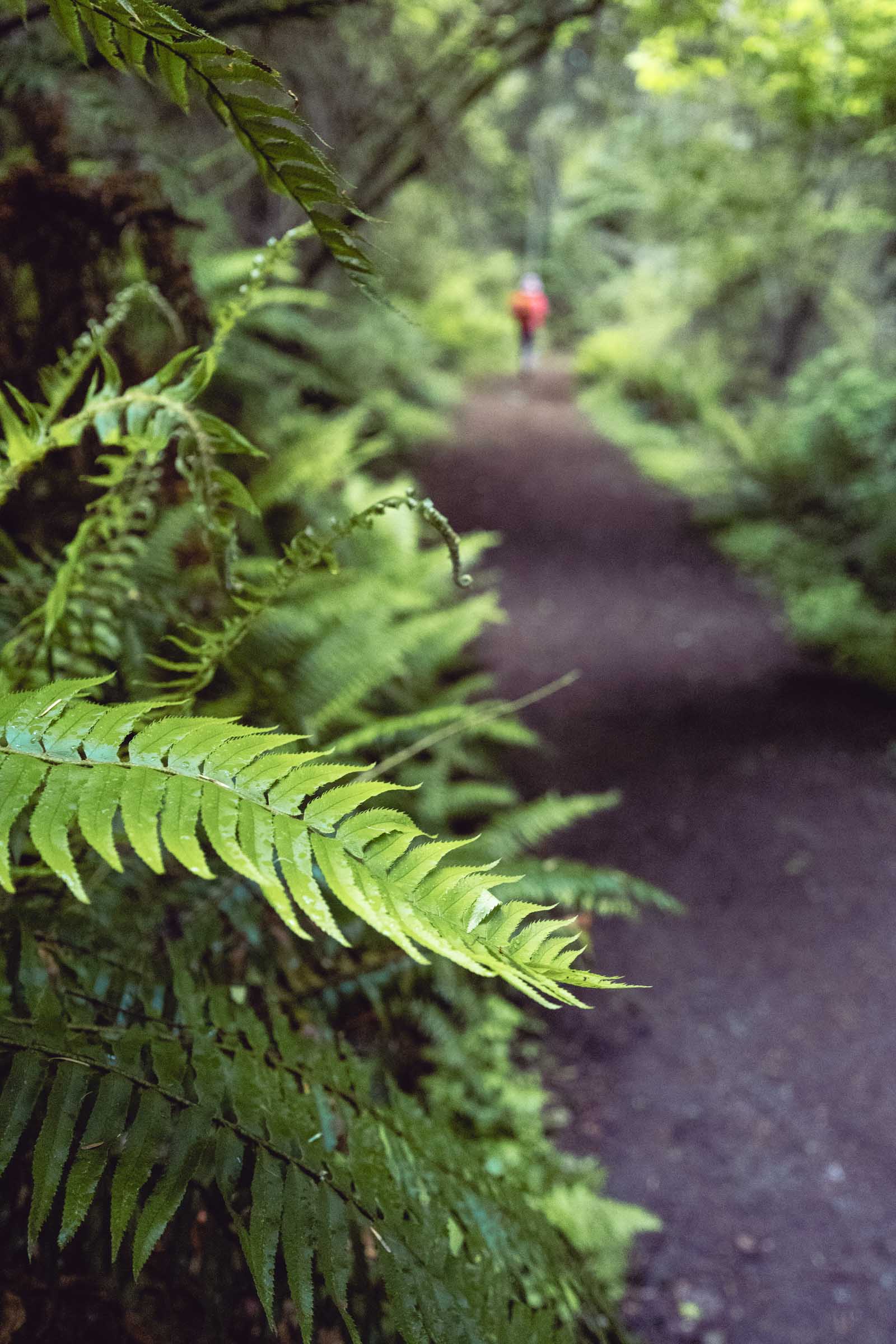 Fern at Goose Rock Trail