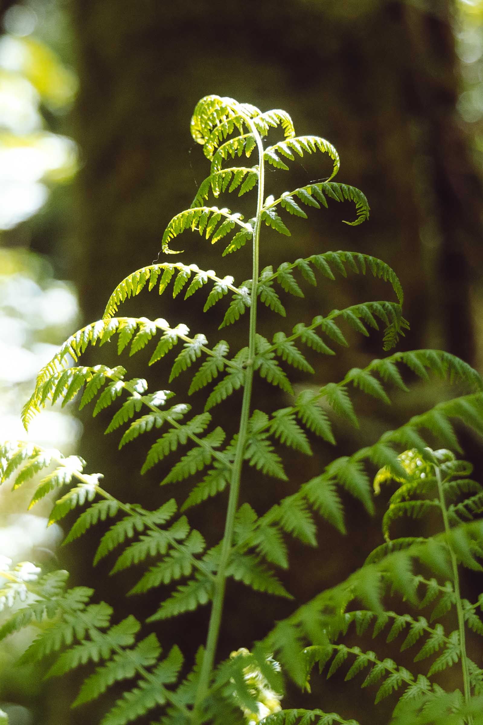 Fern on Bridal Veil Falls trail