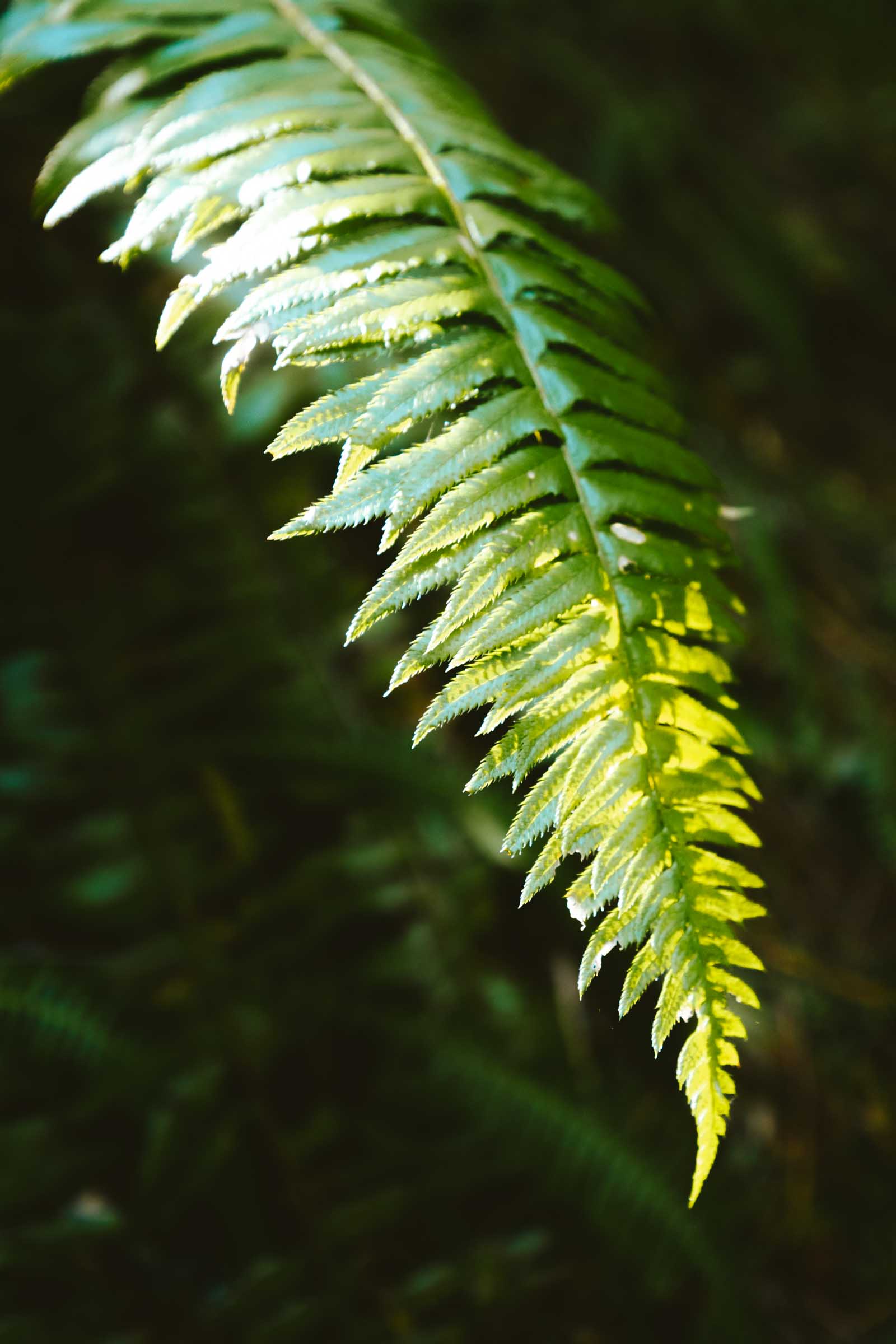 Lake 22 Trail in Washington: Complete Hiking Guide 14 Fern on Lake 22 Trail Washington