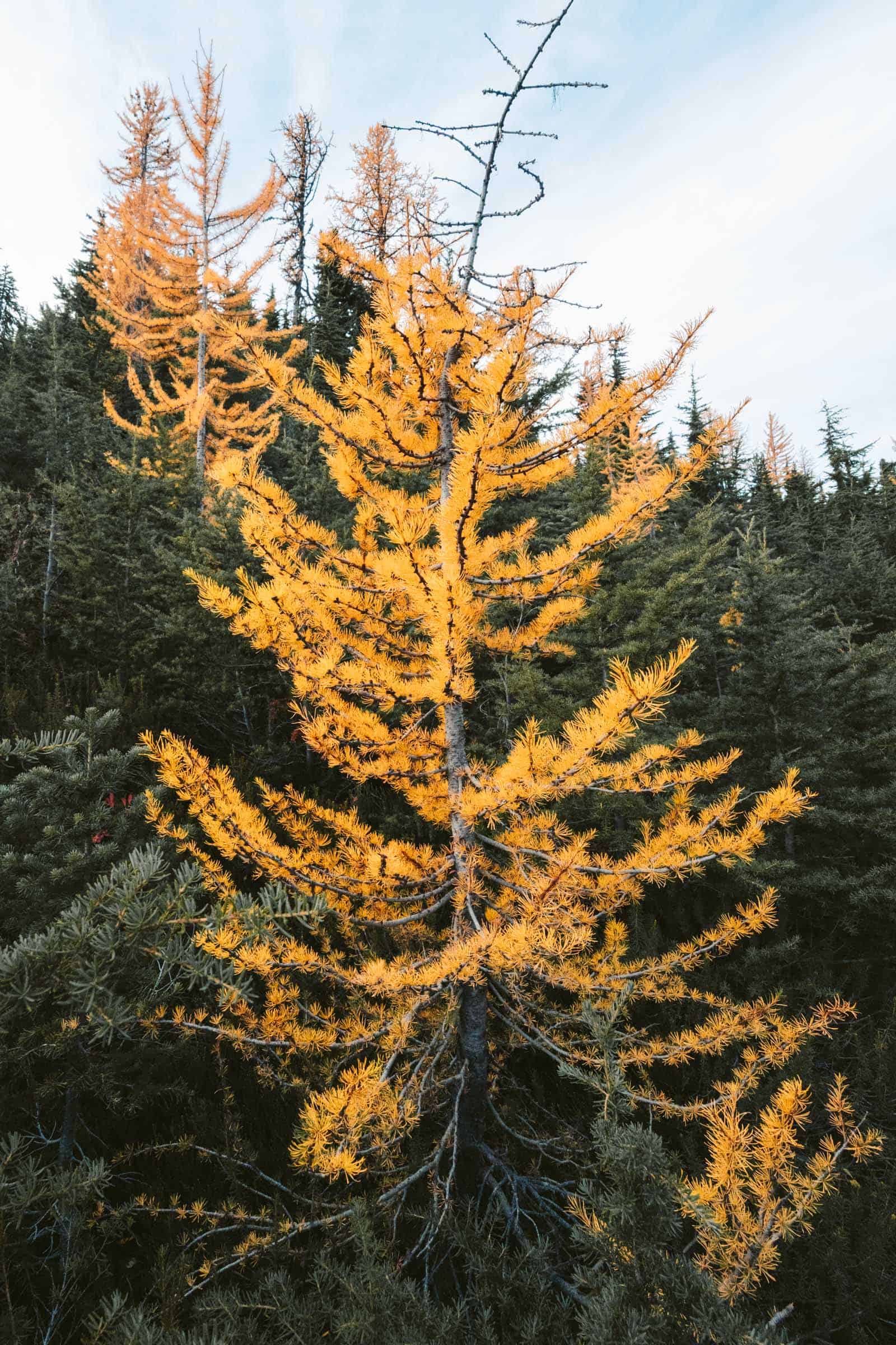 Maple Pass Loop in the North Cascades: Complete Hiking Guide 14 Golden larches in North Cascades