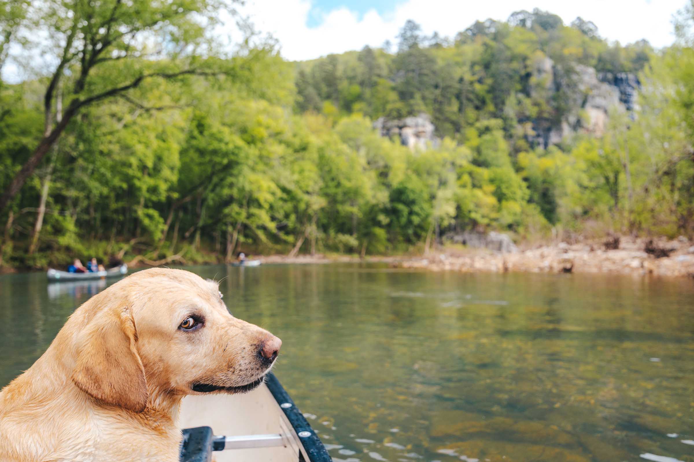 How to Float the Buffalo River in Arkansas: Complete Guide 19 Happy dog in canoe on Buffalo River