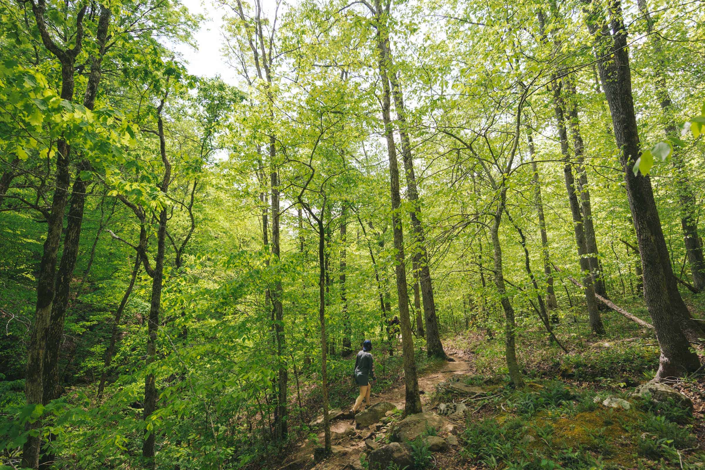 How to Float the Buffalo River in Arkansas: Complete Guide 24 Hemmend-In-Hollow Falls Trail