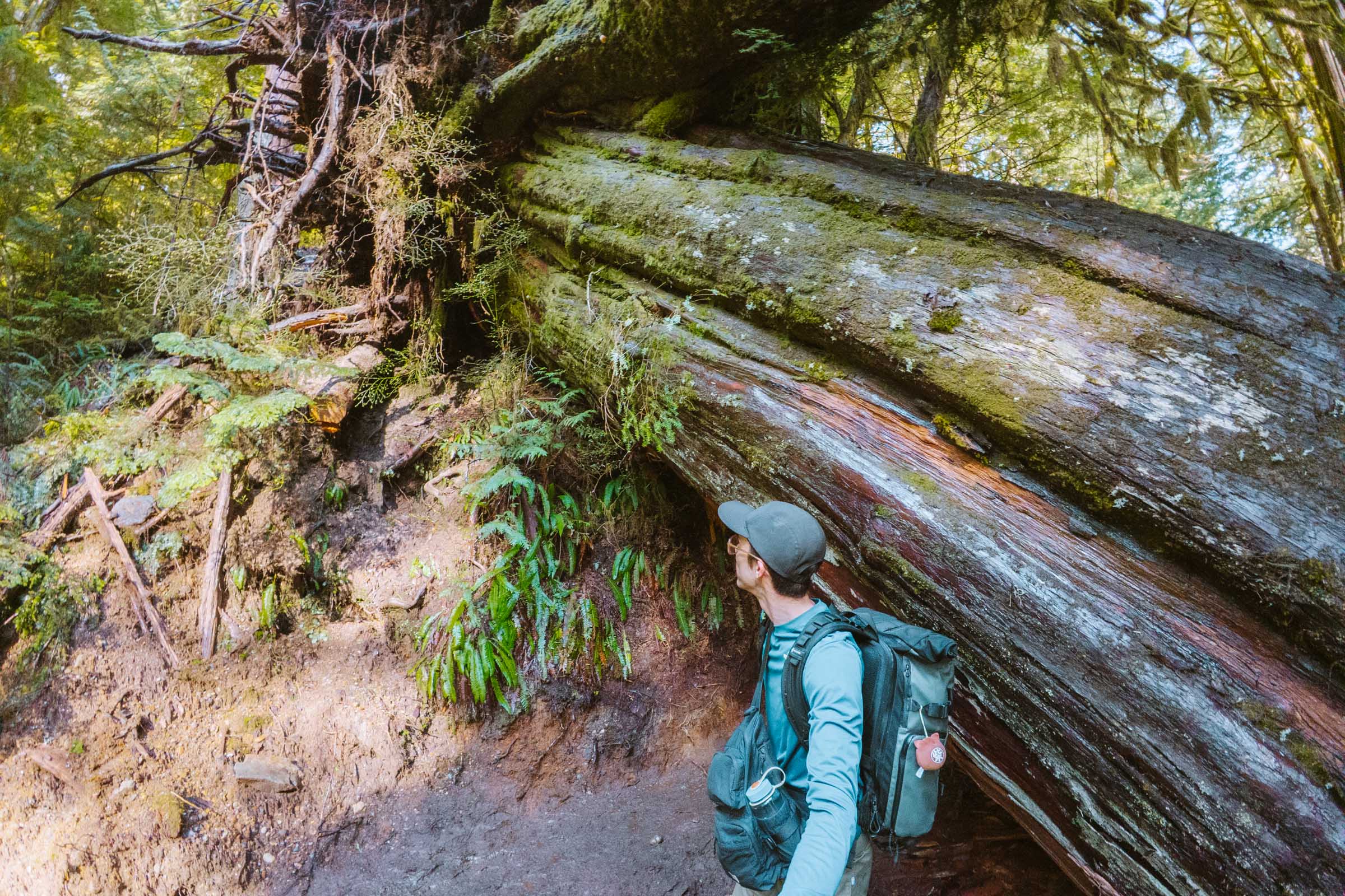 Lake 22 Trail in Washington: Complete Hiking Guide 15 Lake 22 fallen western red cedar in trail