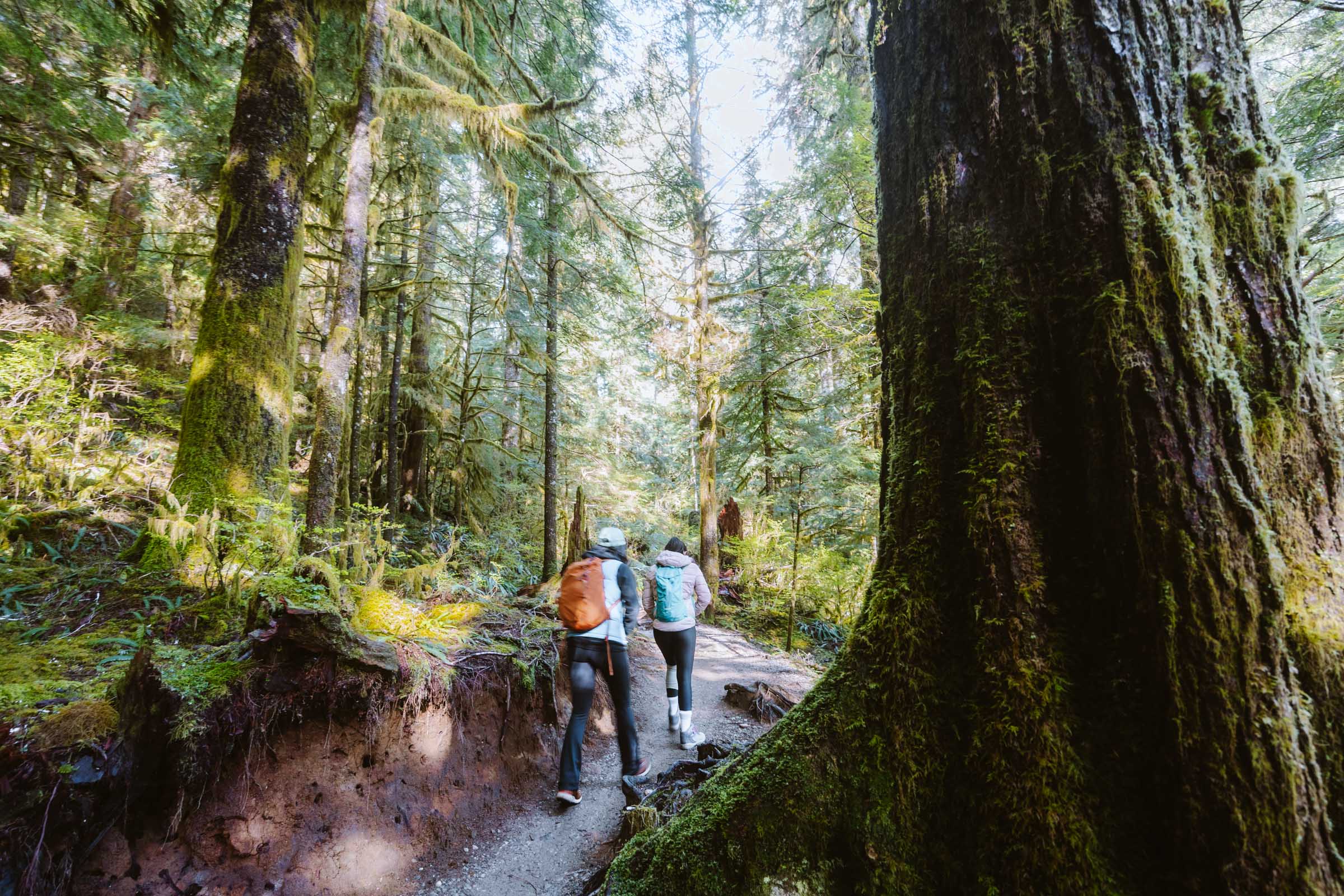 Lake 22 Trail in Washington: Complete Hiking Guide 29 Lake 22 trail old growth tree