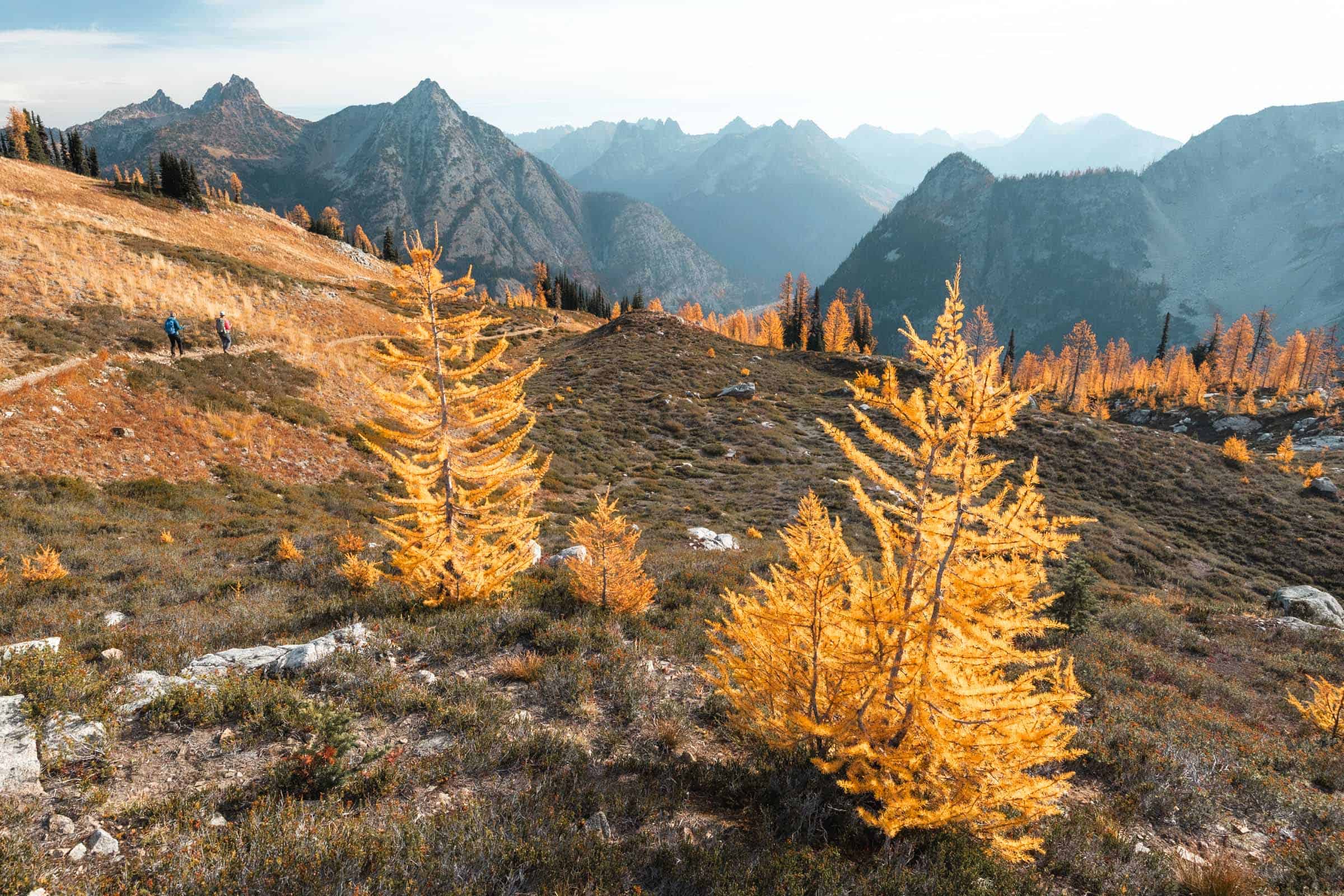Maple Pass Loop in the North Cascades: Complete Hiking Guide 2 Larches at Maple Pass in autumn