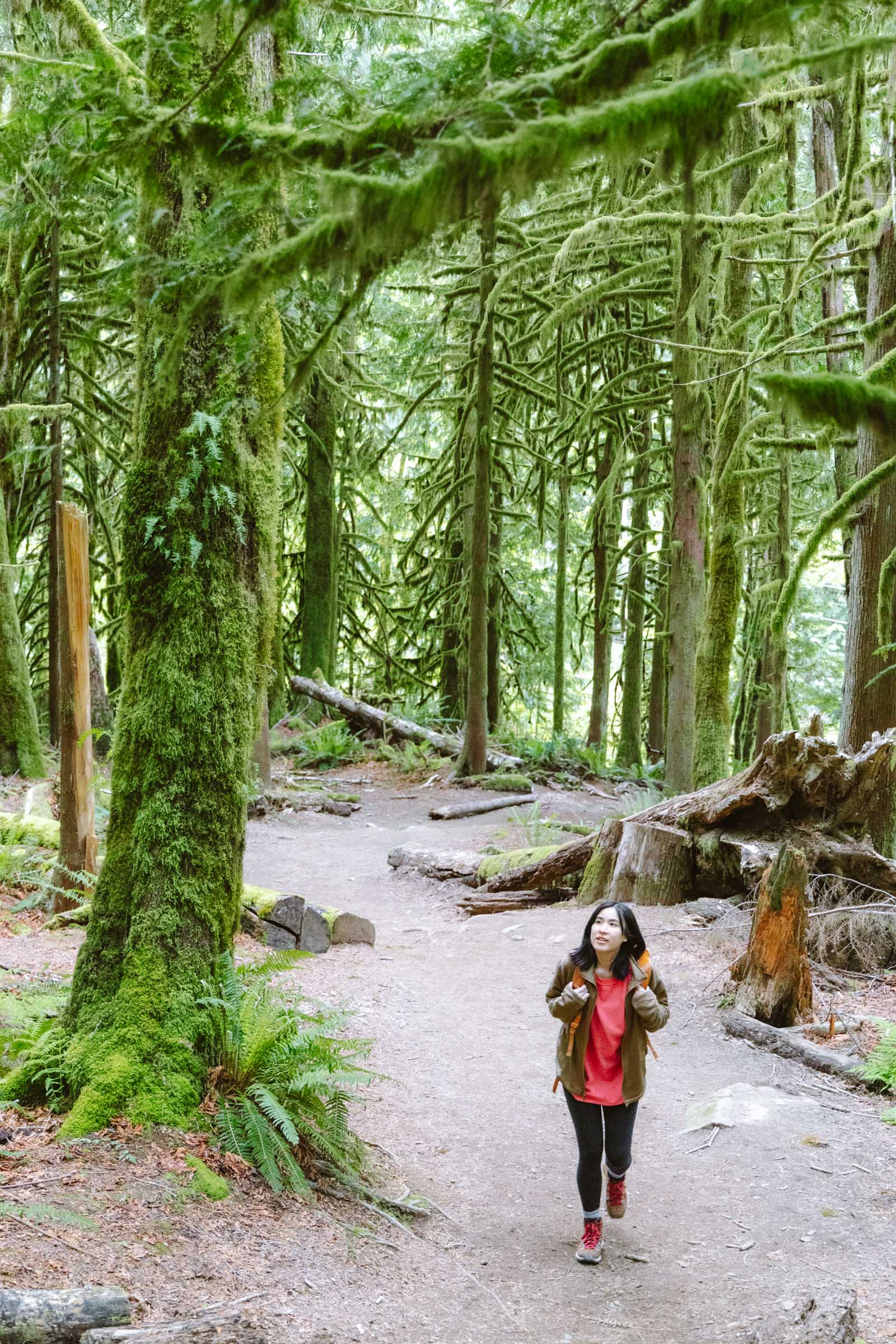 moss covered trees on heybrook lookout trail