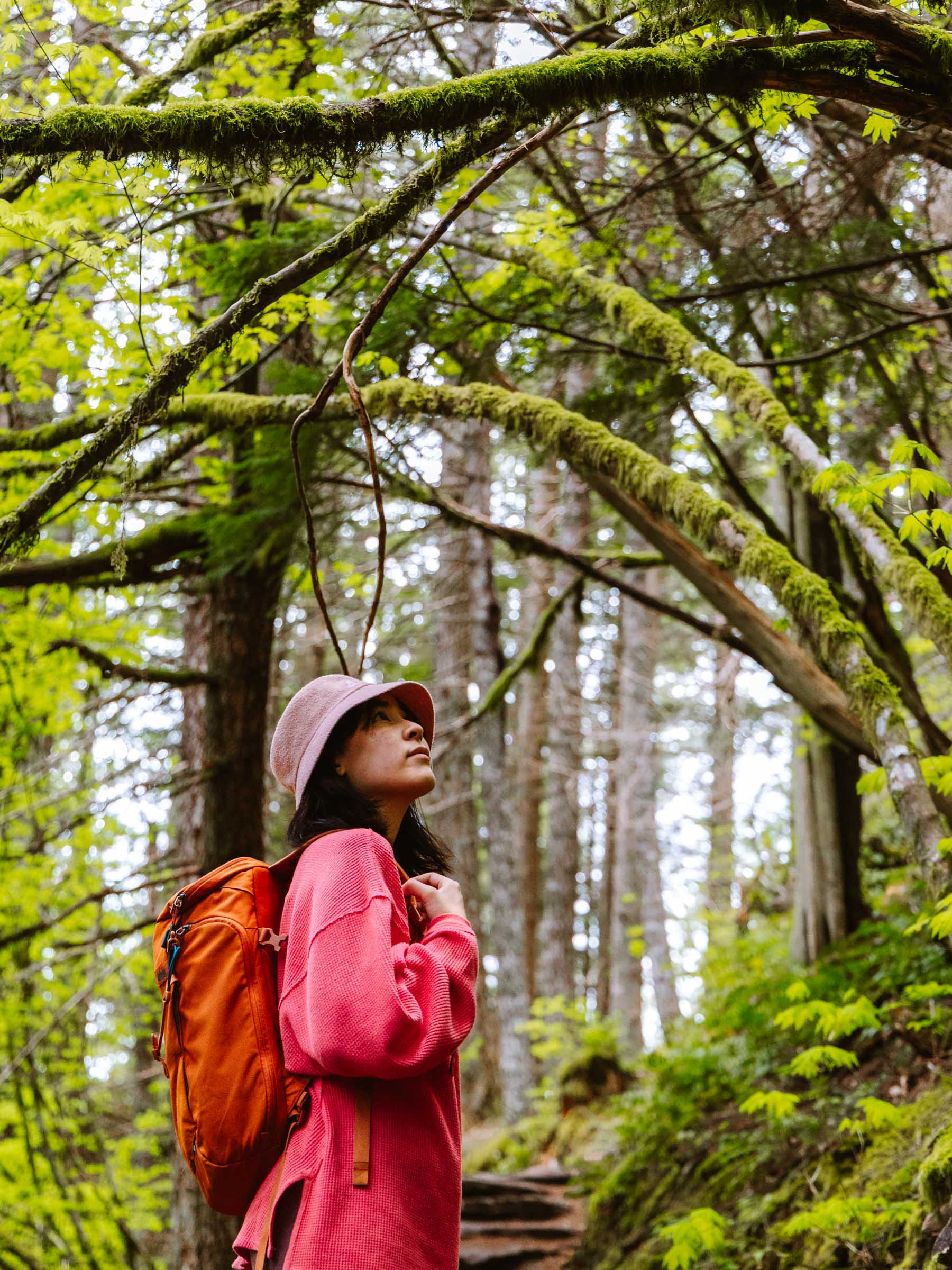 Dirty Harry's Balcony: Complete Hiking Guide 36 Mossy trees on Dirty Harry's Balcony trail
