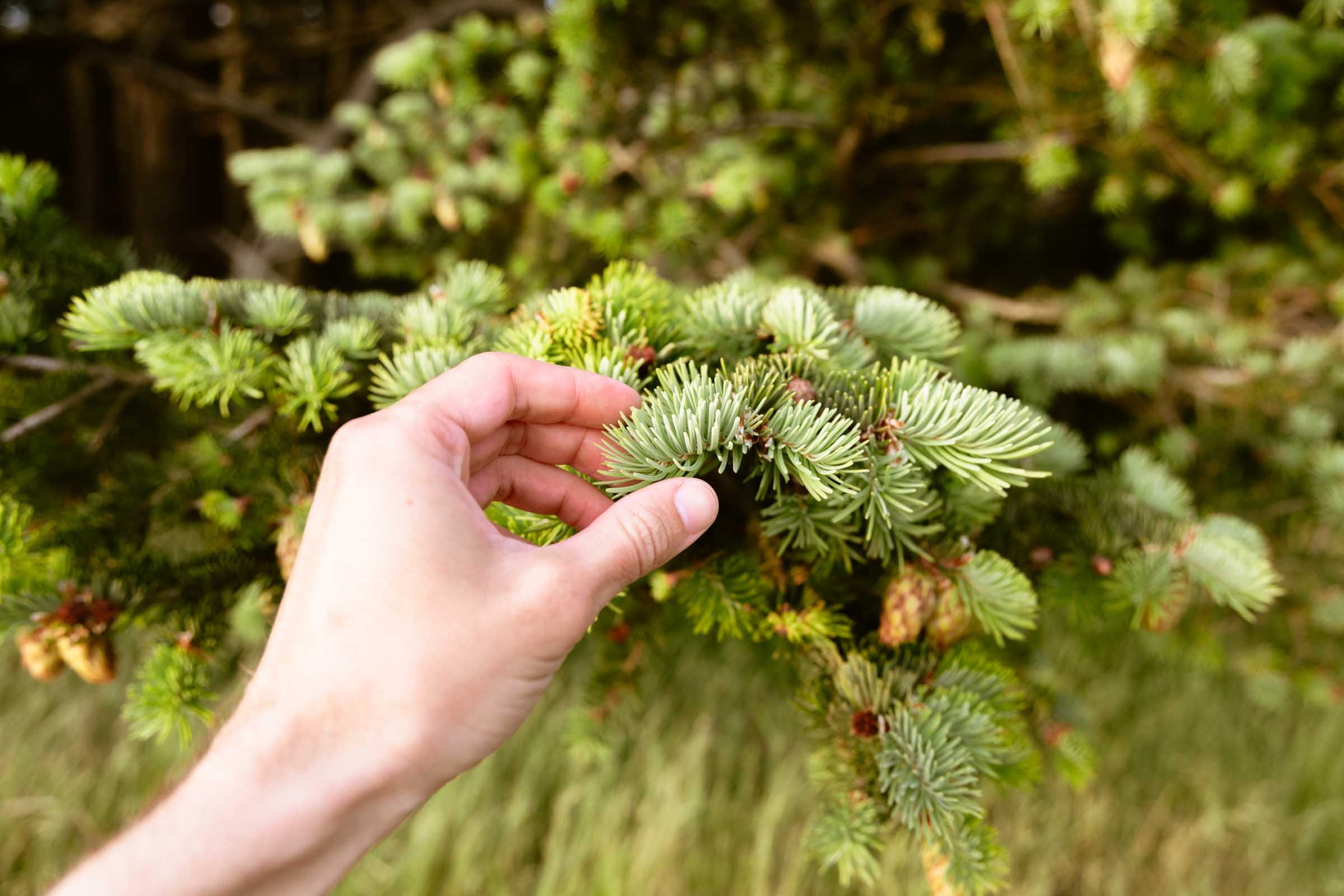 Spruce tree at Ebey's Landing hike