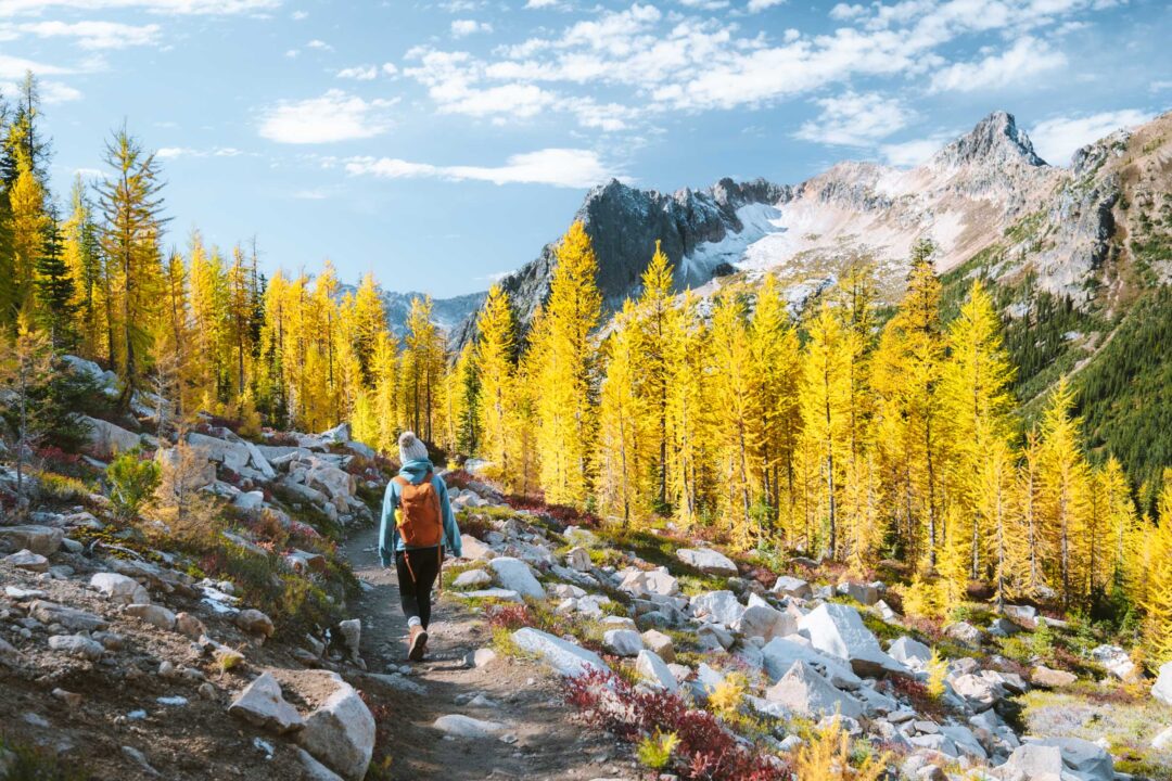 Larches on PCT Trail to Cutthroat Pass