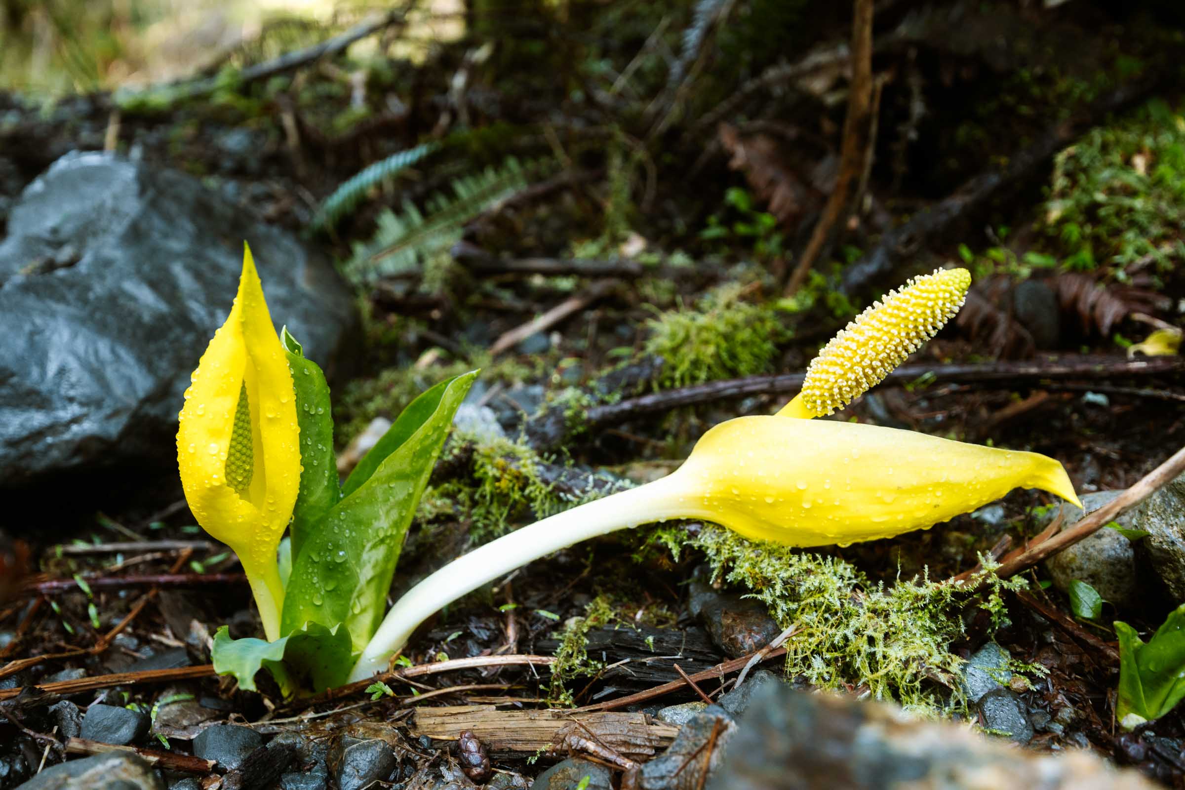 Lake 22 Trail in Washington: Complete Hiking Guide 17 Skunk Cabbage on Lake 22 Trail