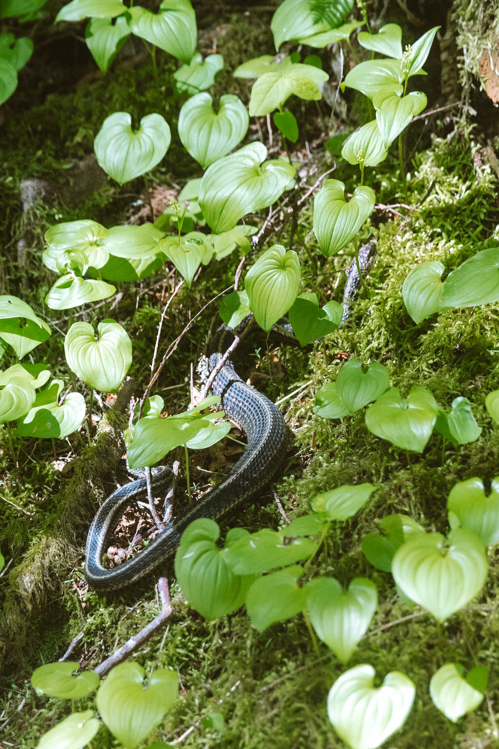 Snake on Bridal Veil Falls trail