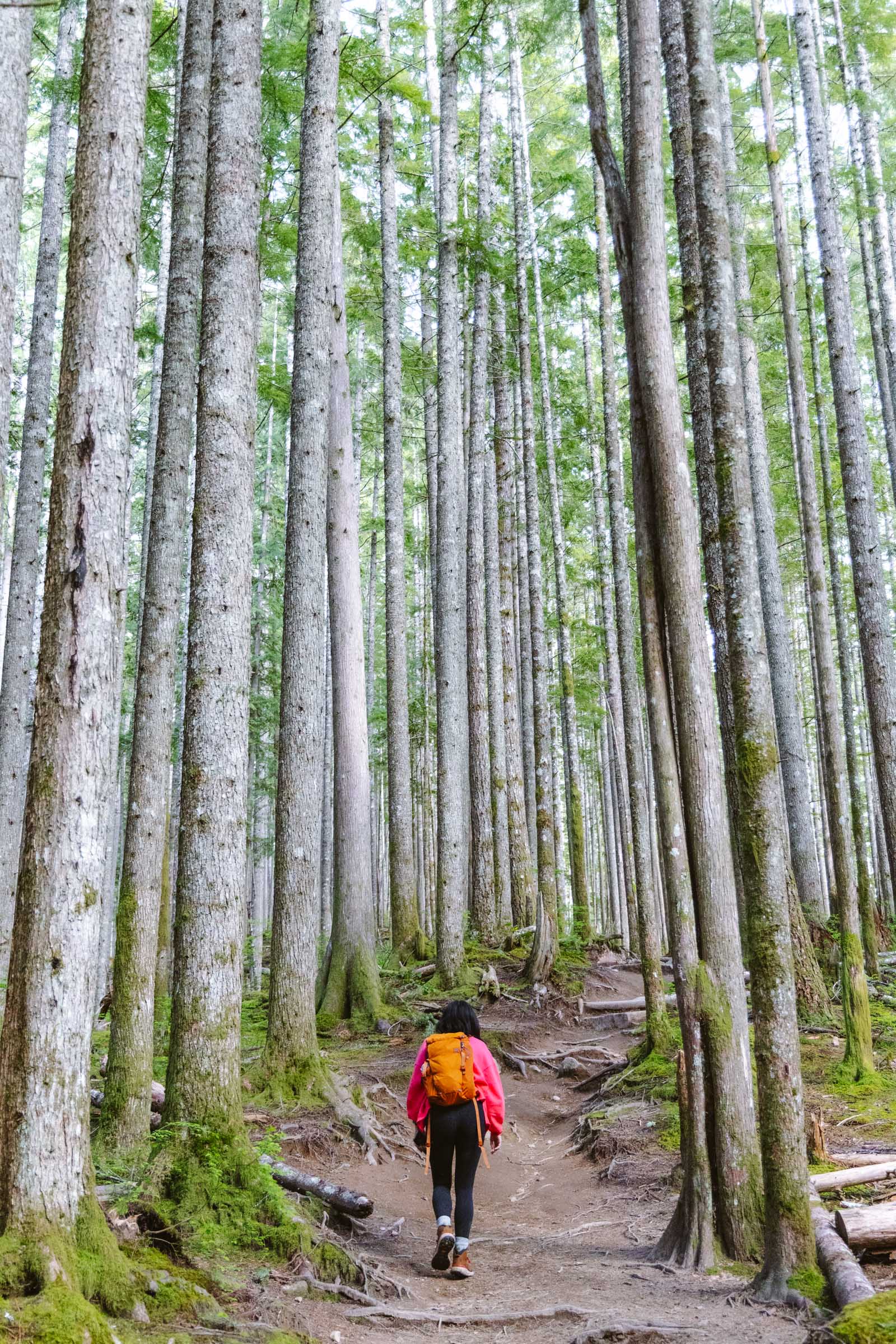 Trail through forest to Heybrook Lookout