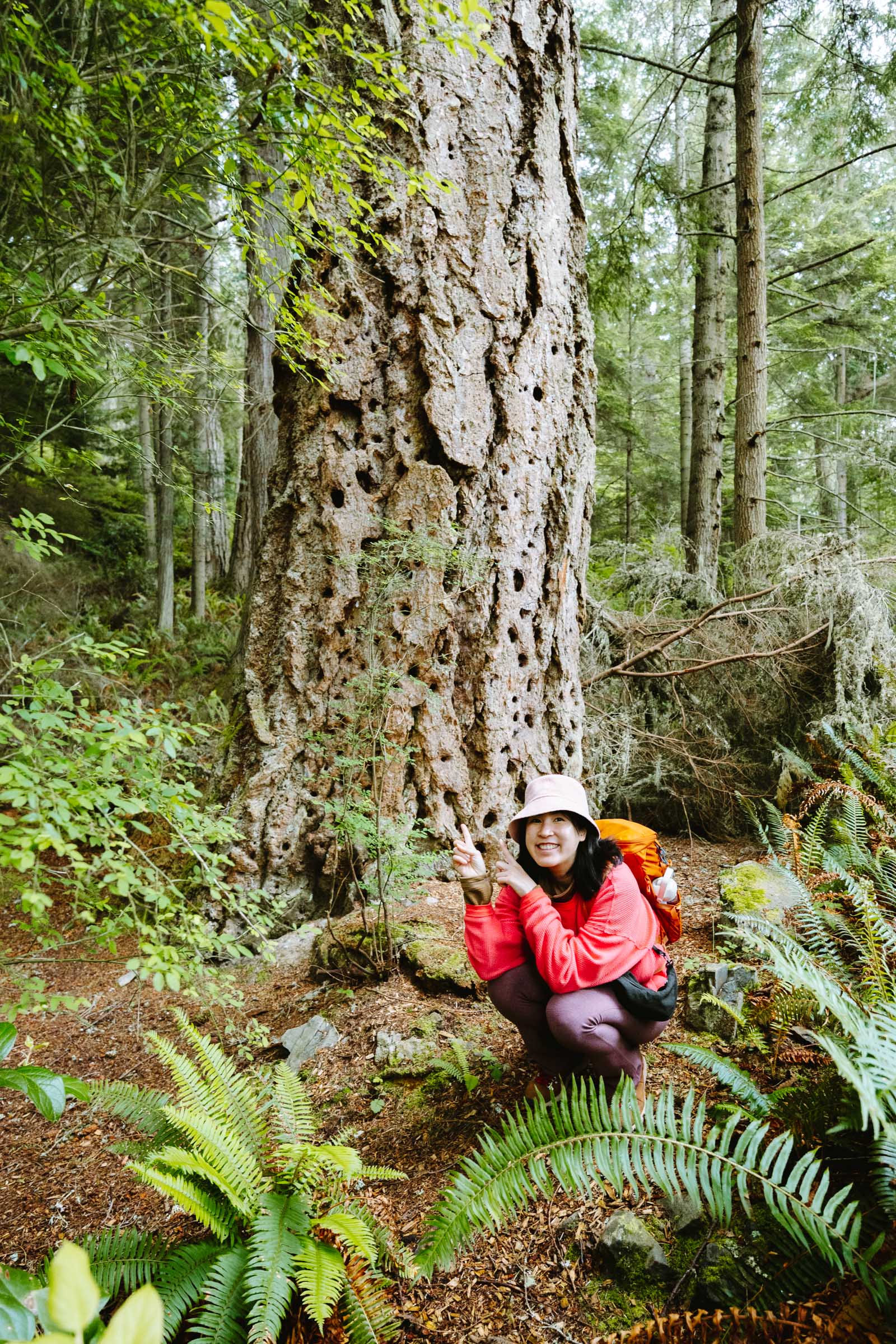 Tree with holes in bark in coastal rainforest