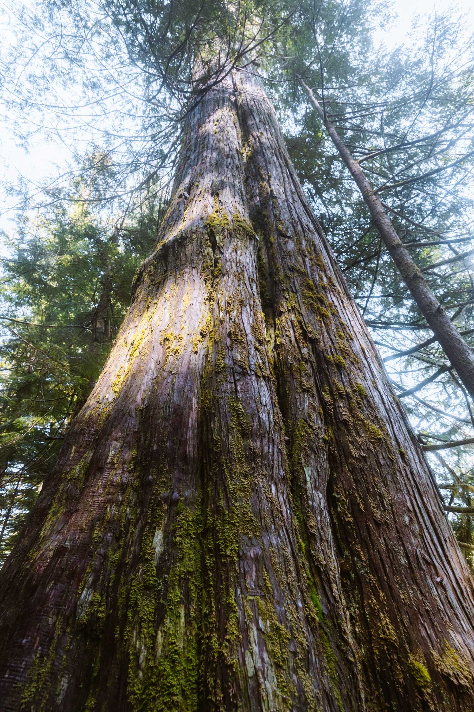 Lake 22 Trail in Washington: Complete Hiking Guide 28 Big western red cedar at Lake 22 trail