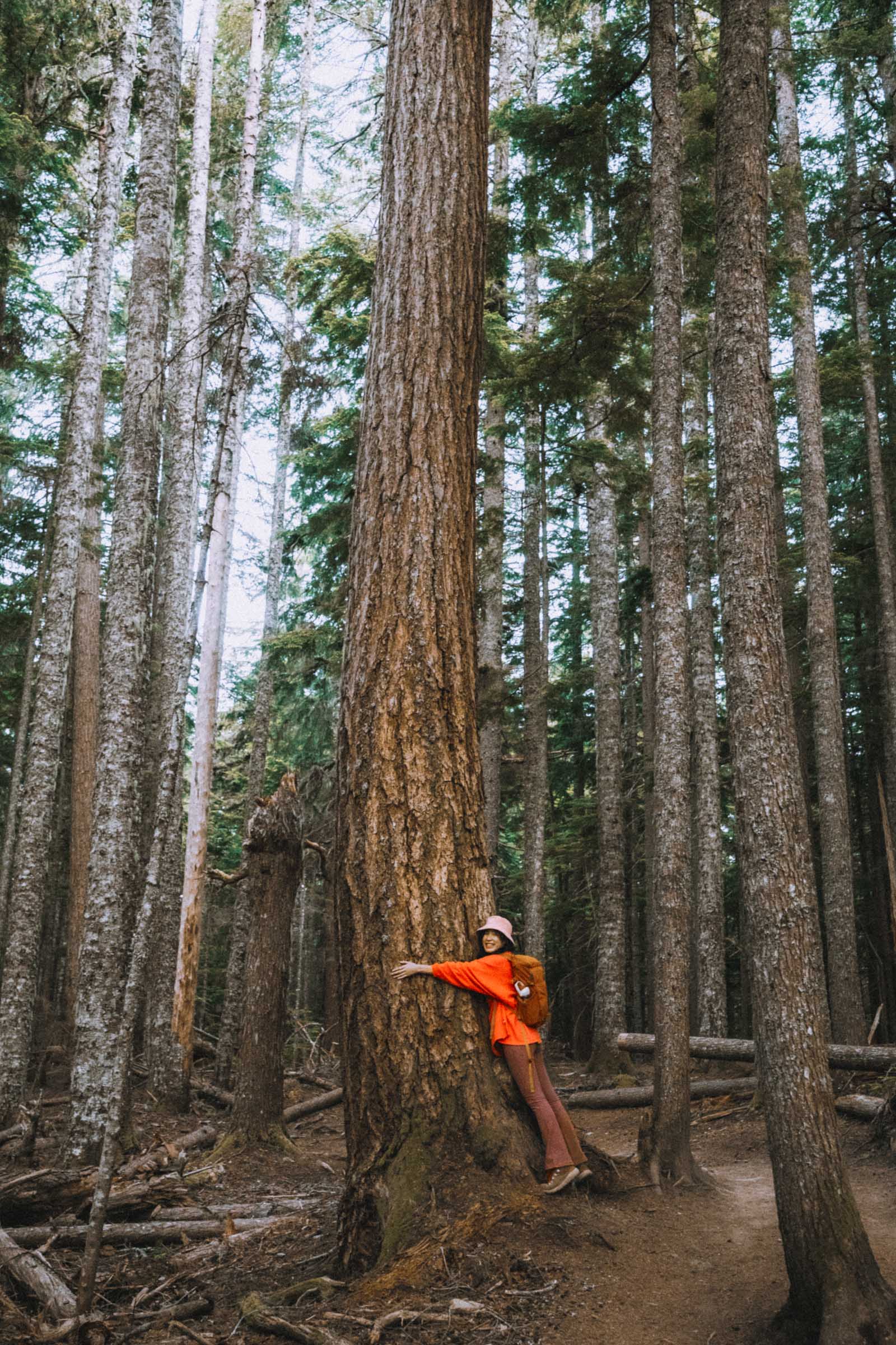 Big tree on Talapus Lake Trail Washington