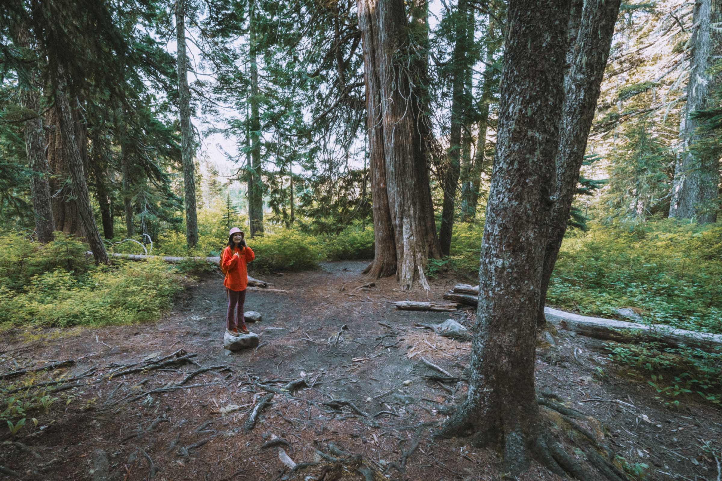 Campsite near Olallie Lake Washington