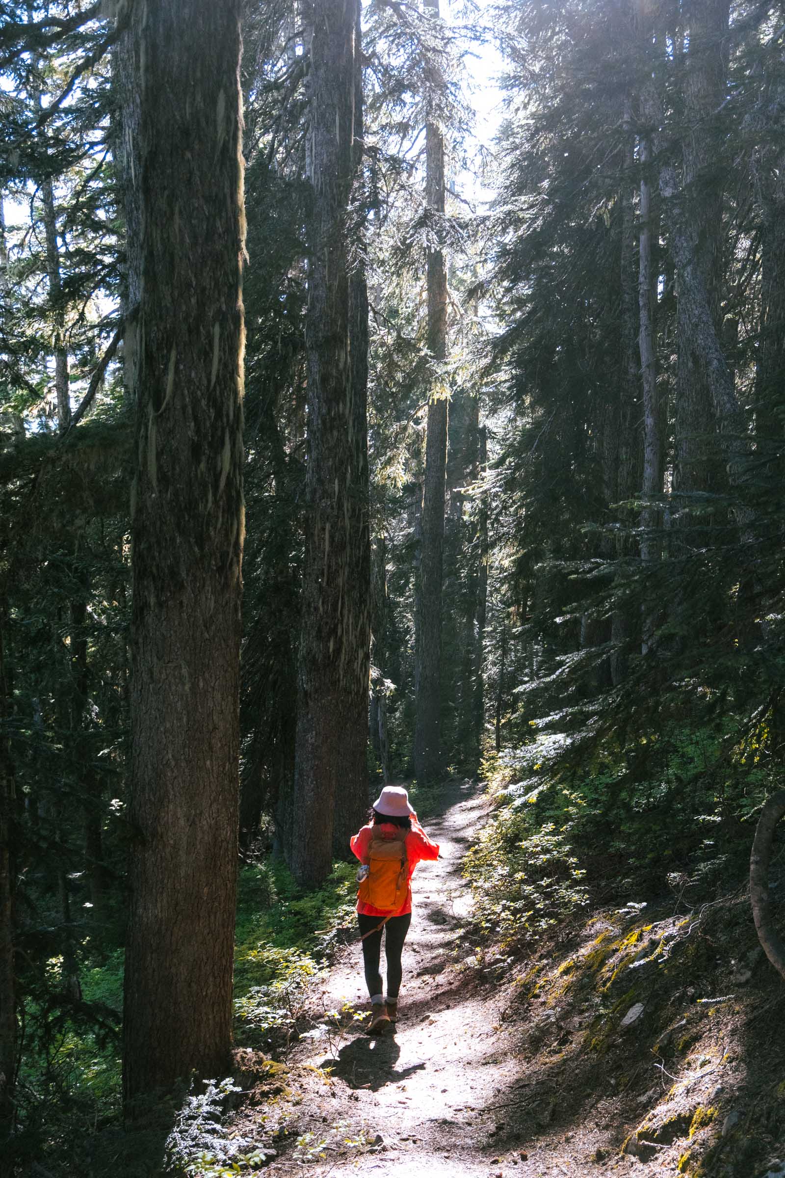 Forest hike down Mount Catherine Trail
