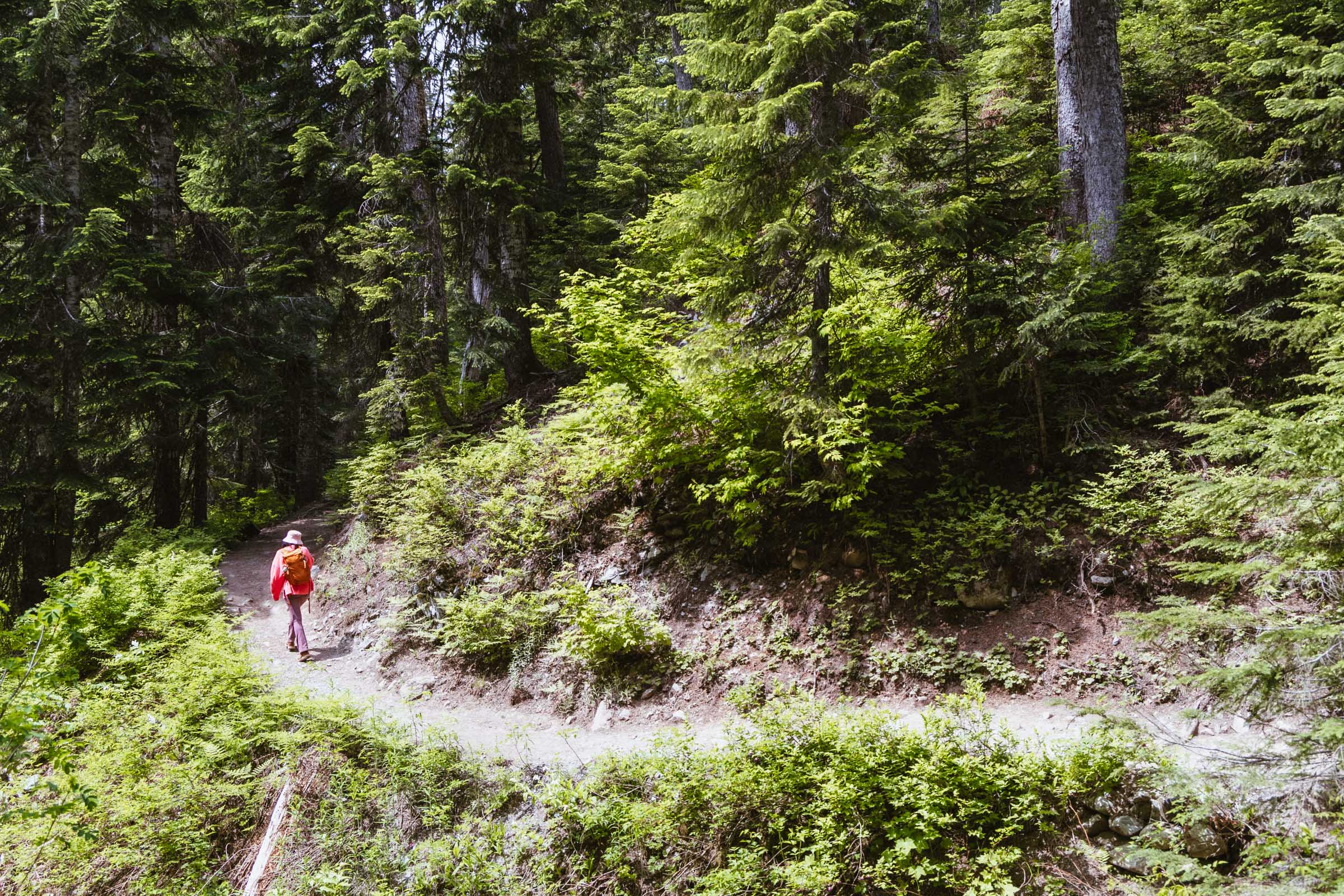 Forest Trail at Snow Lake Washington