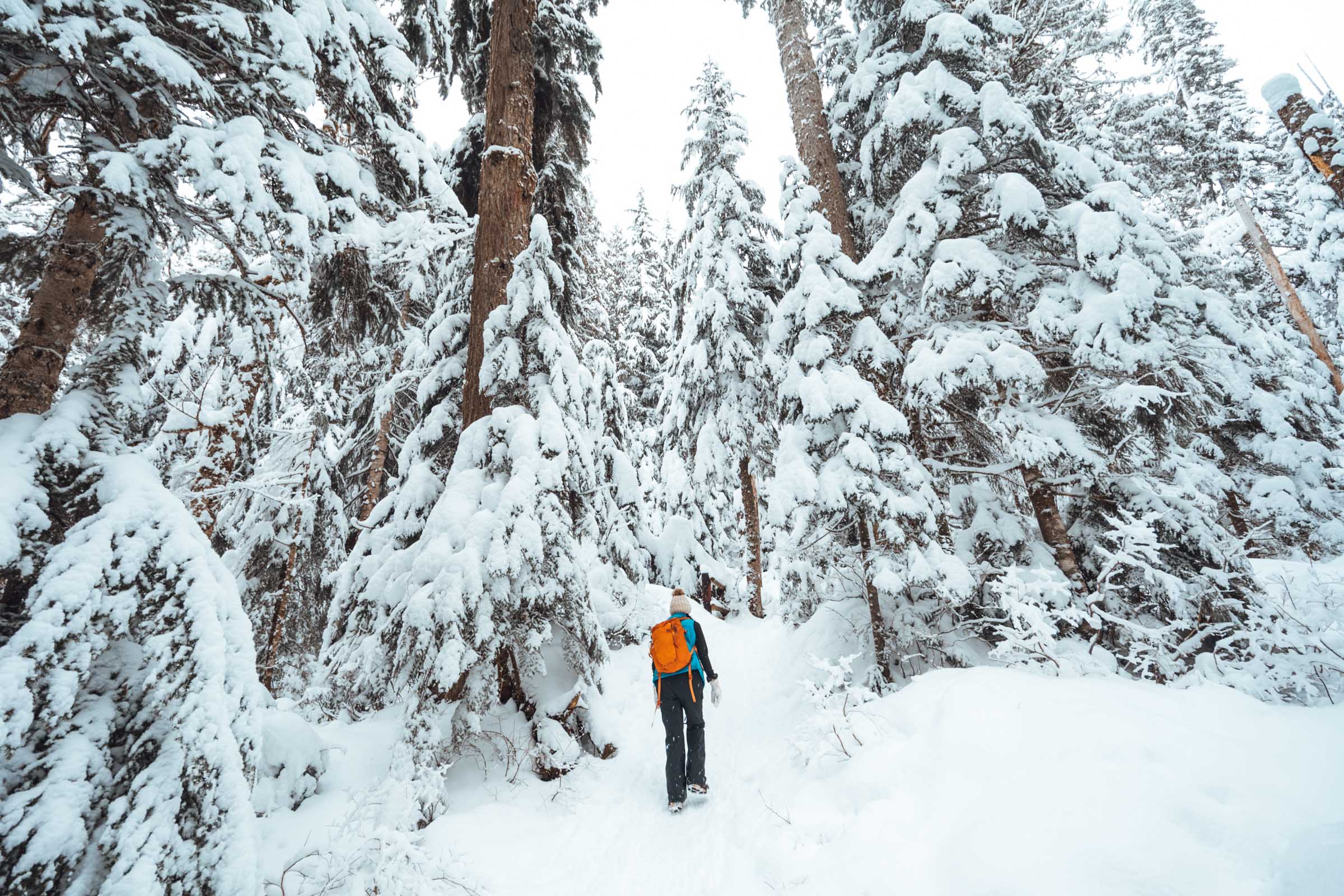 Franklin Falls winter forest