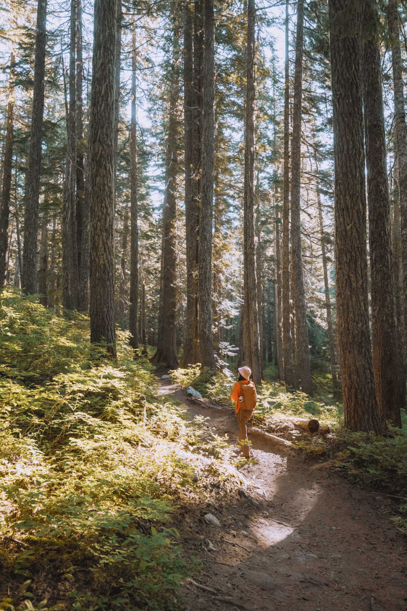 Hiking through forest to Olallie Lake Washington