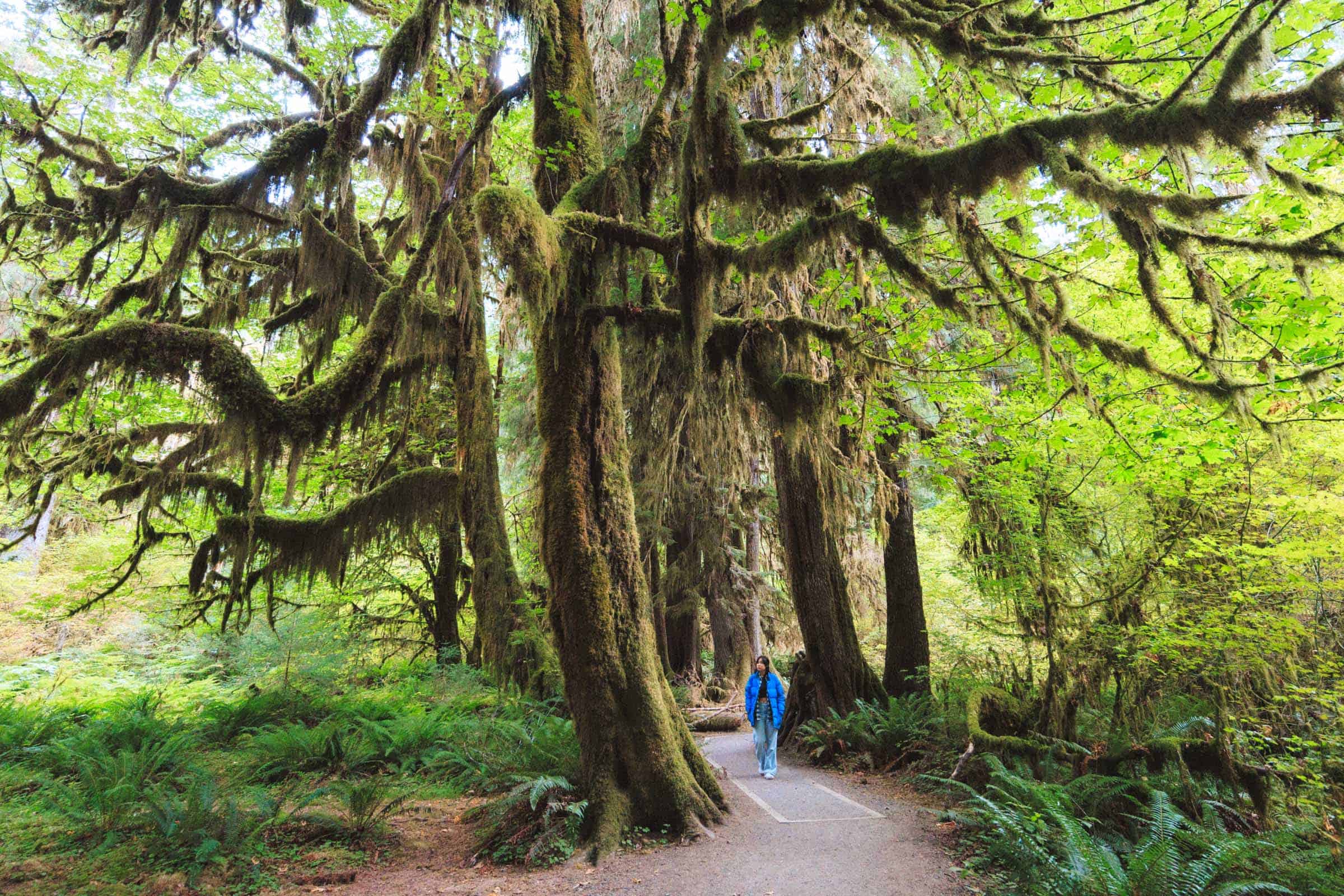 Hoh Rainforest Hall of Mosses