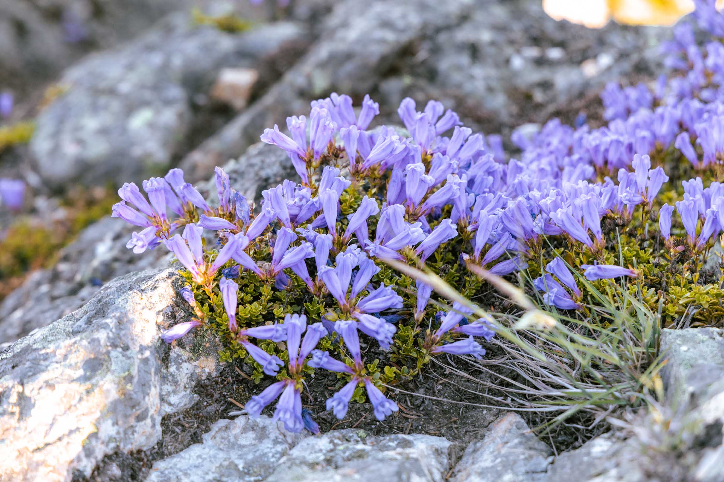 Menzie's Penstemon on Mount Catherine summit