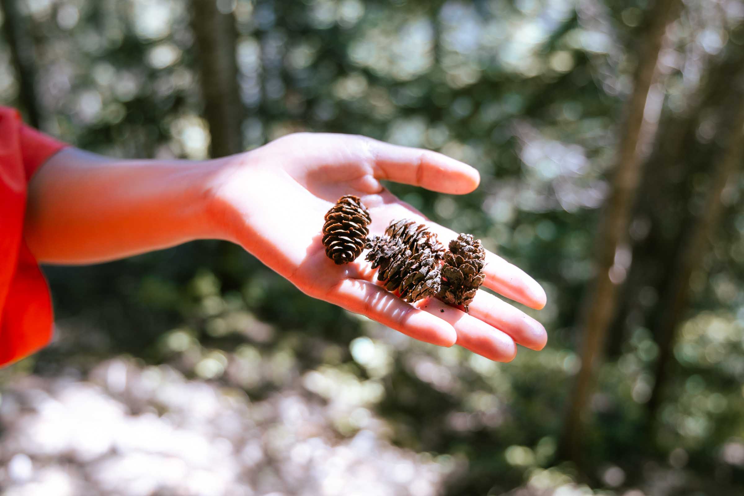Hemlock cones on Mount Catherine Trail