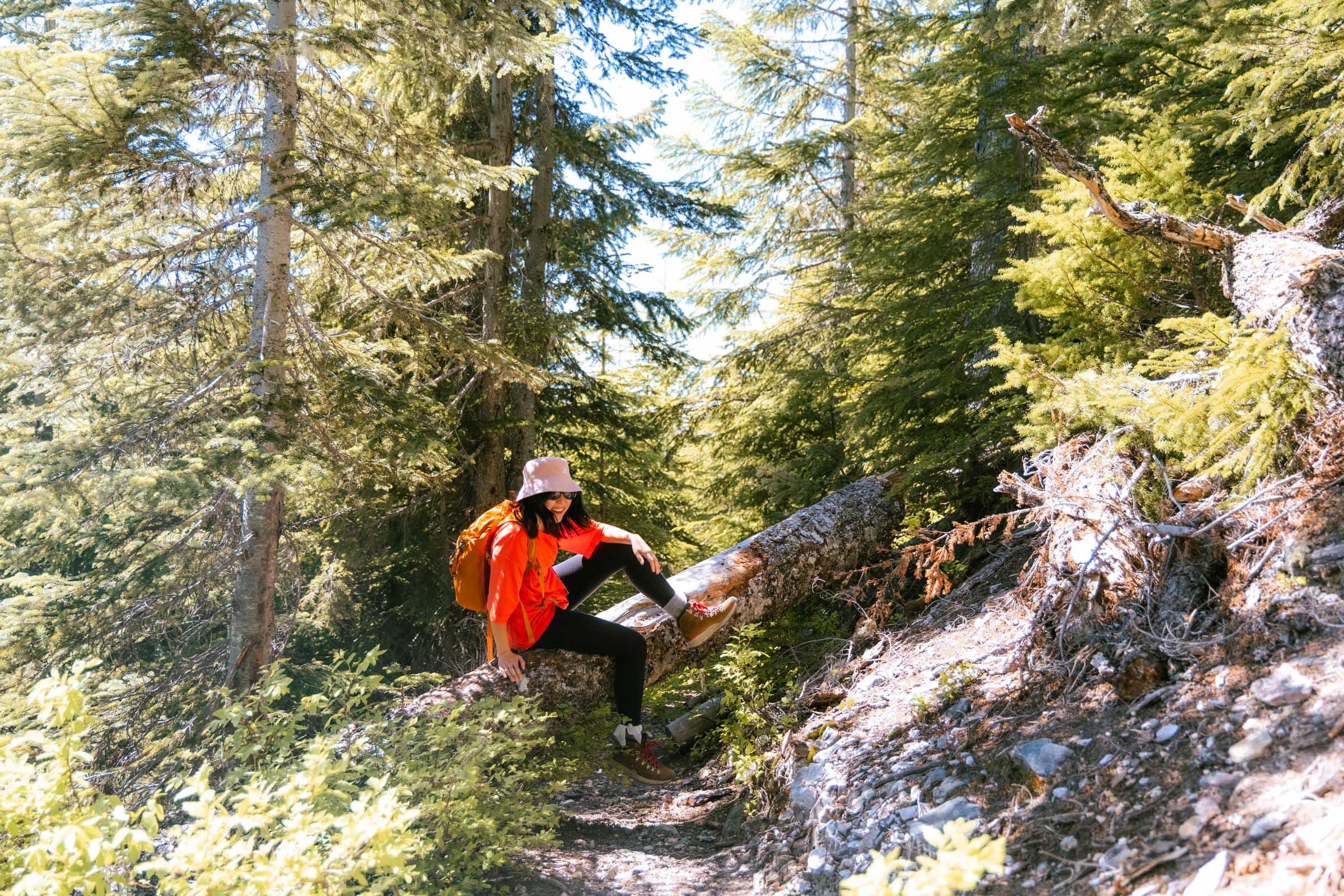 Tree log obstacle on Mount Catherine Trail