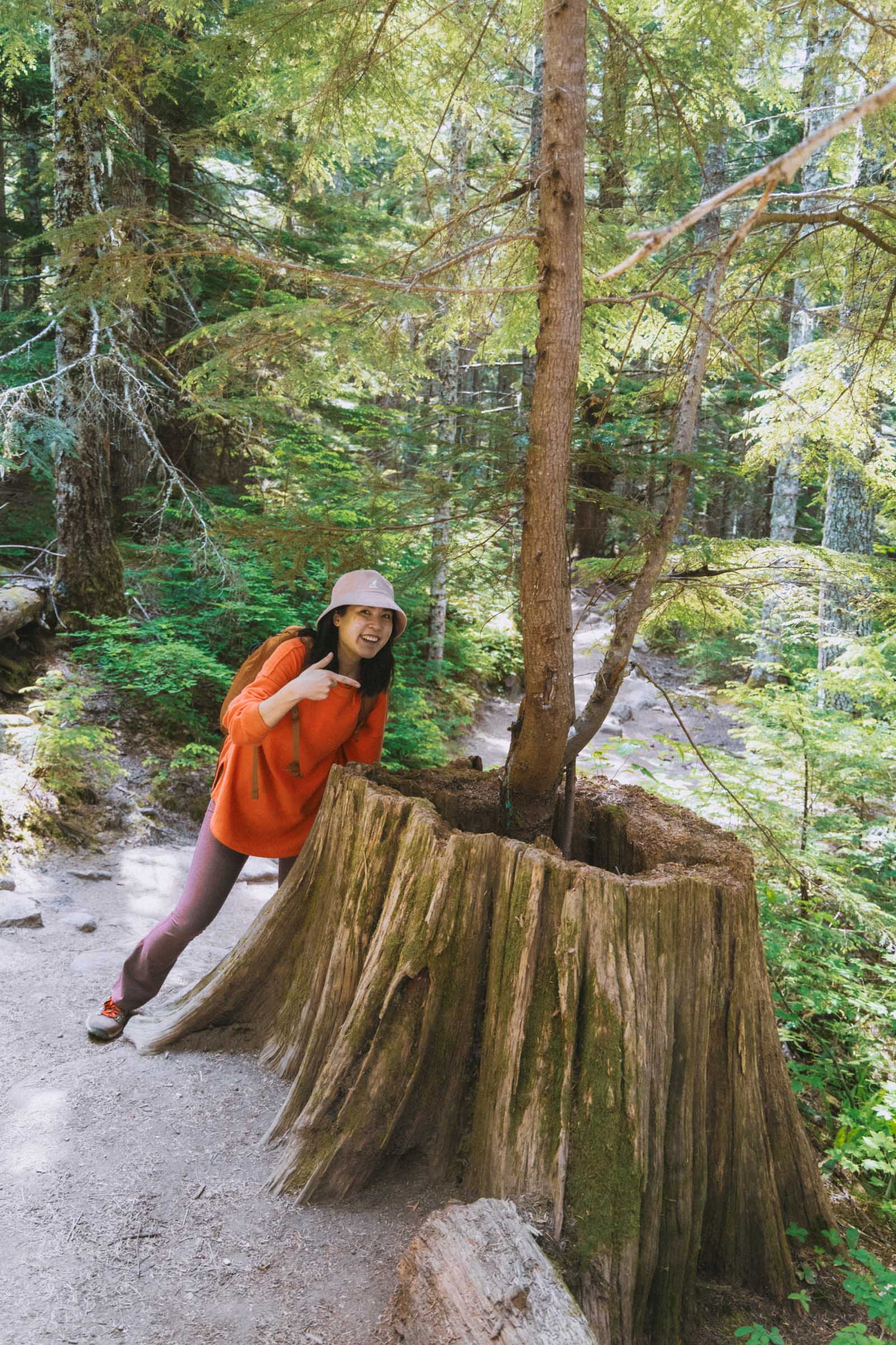 Special tree at Talapus Lake
