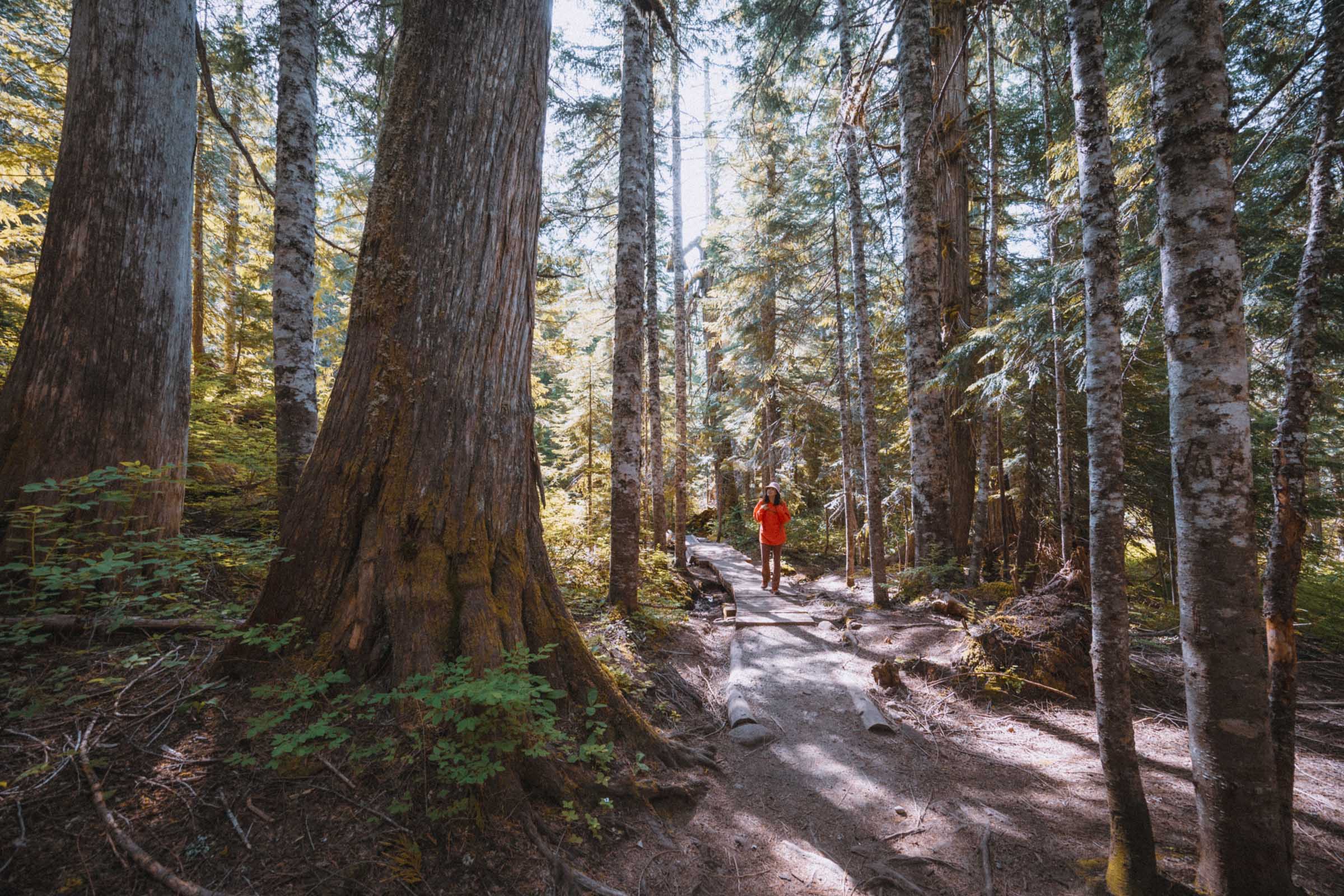 Forest hike near Talapus and Olallie Lakes
