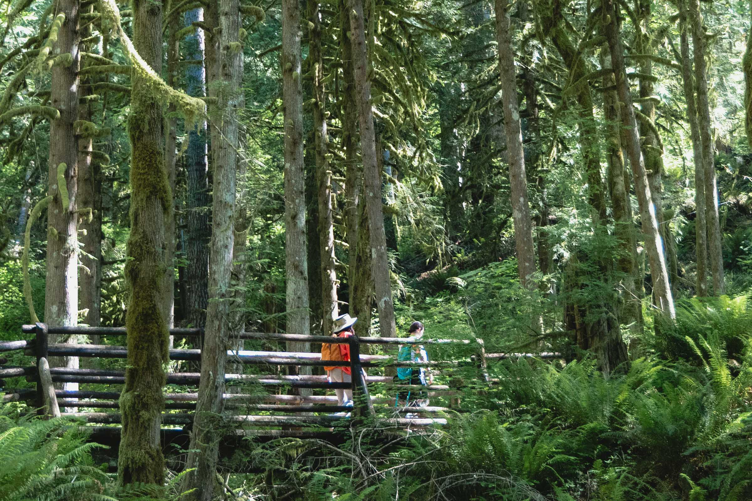 Wooden bridge on Wallace Falls Trail