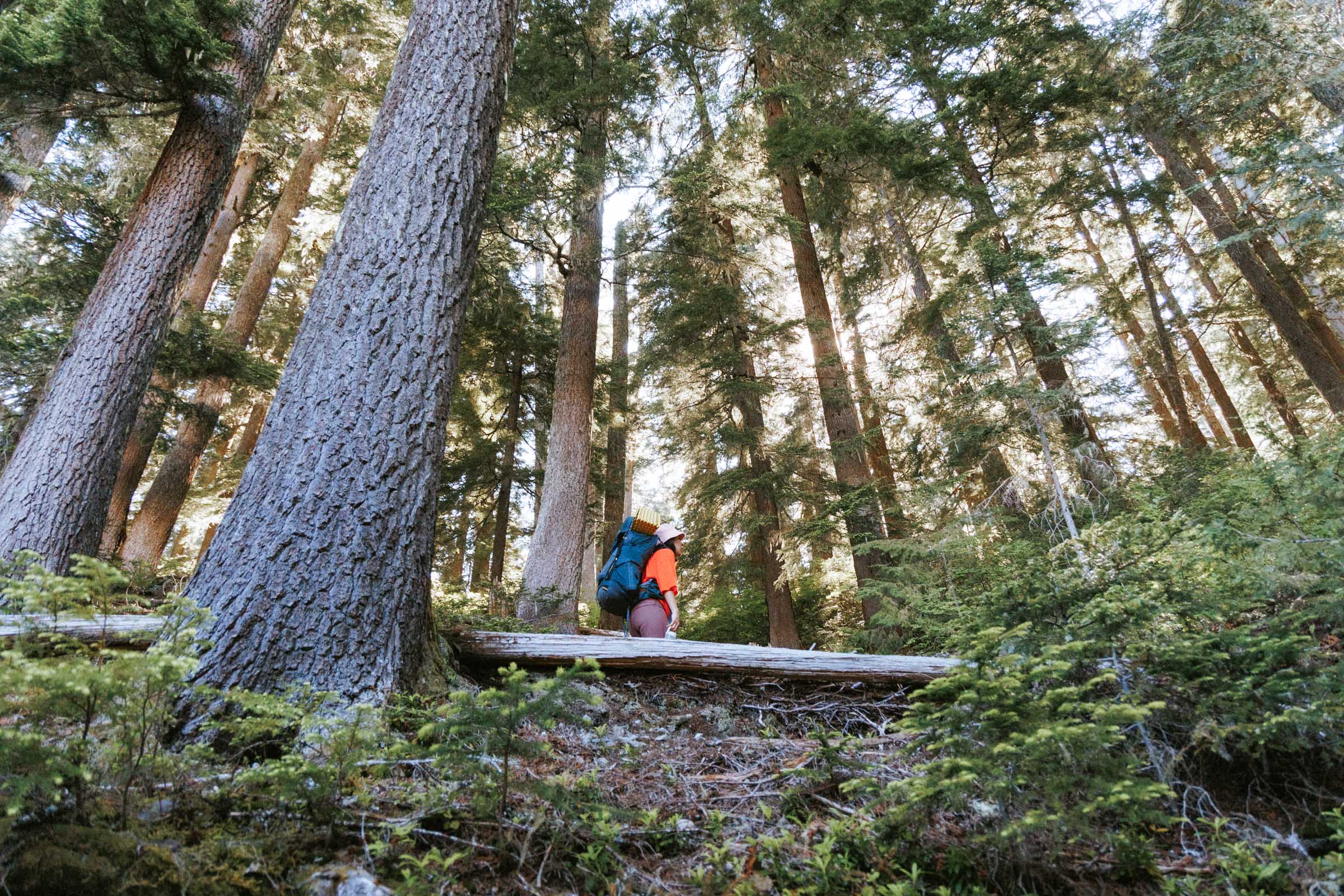 Trail to Lake George Rainier