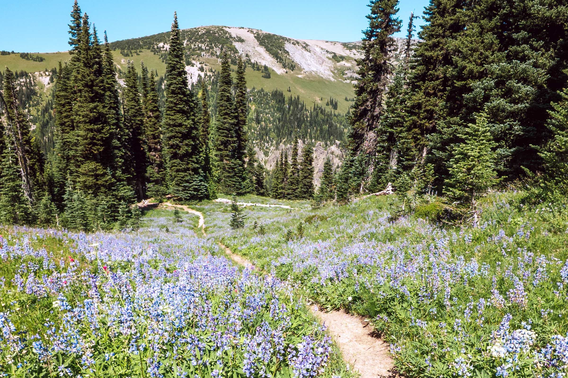 summerland wonderland trail mount rainier