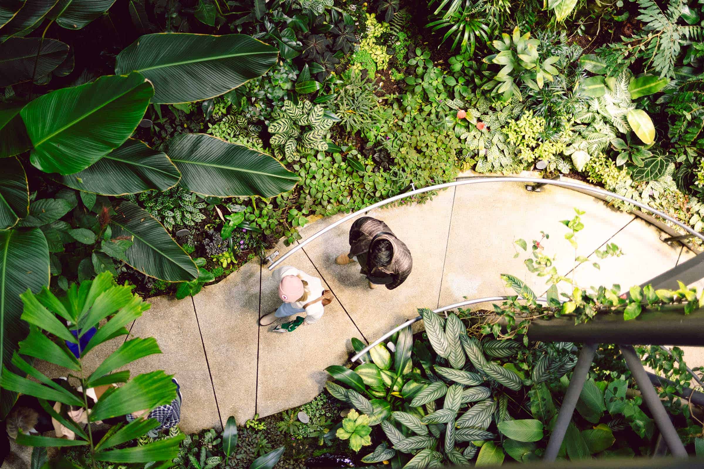 amazon spheres walkway inside
