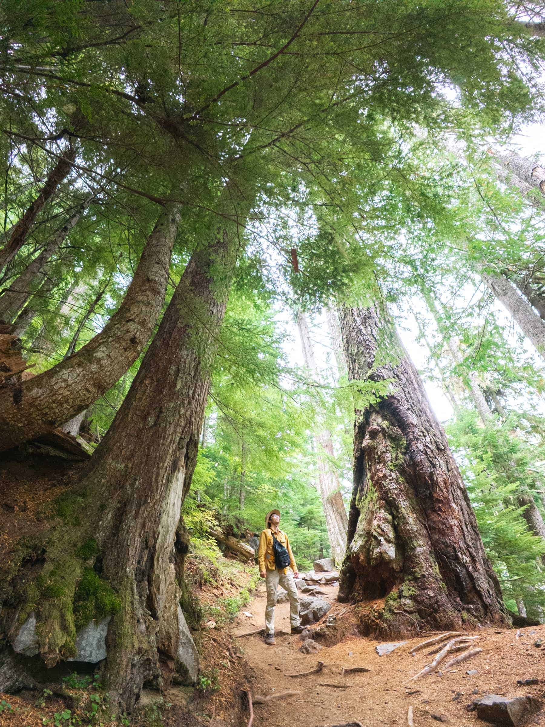 big trees at cater falls trail