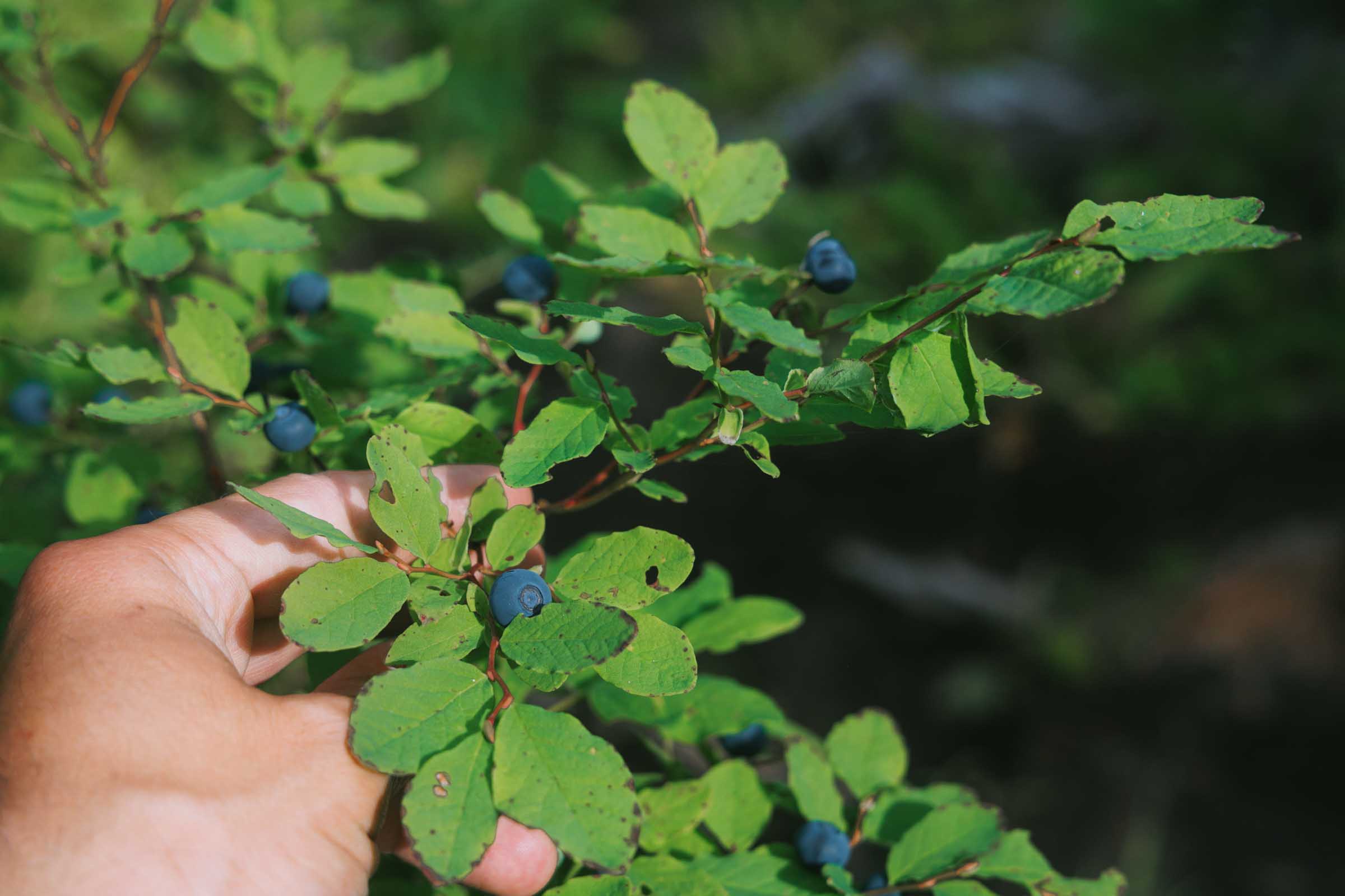 blueberries on ruby falls trail