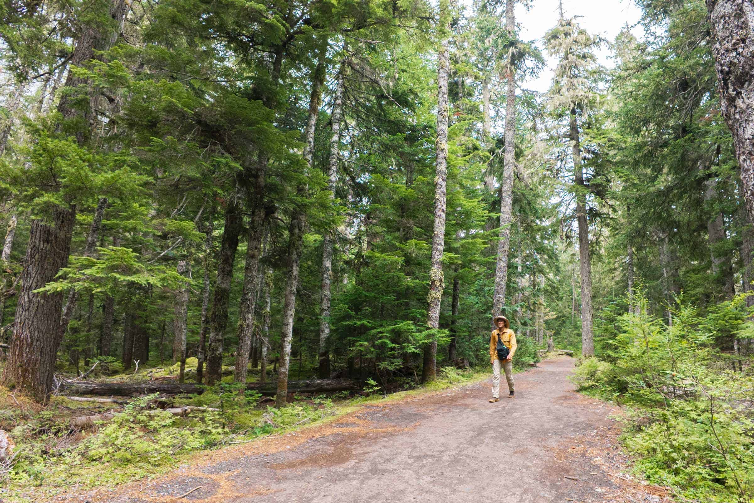 hiking through forest to carter falls