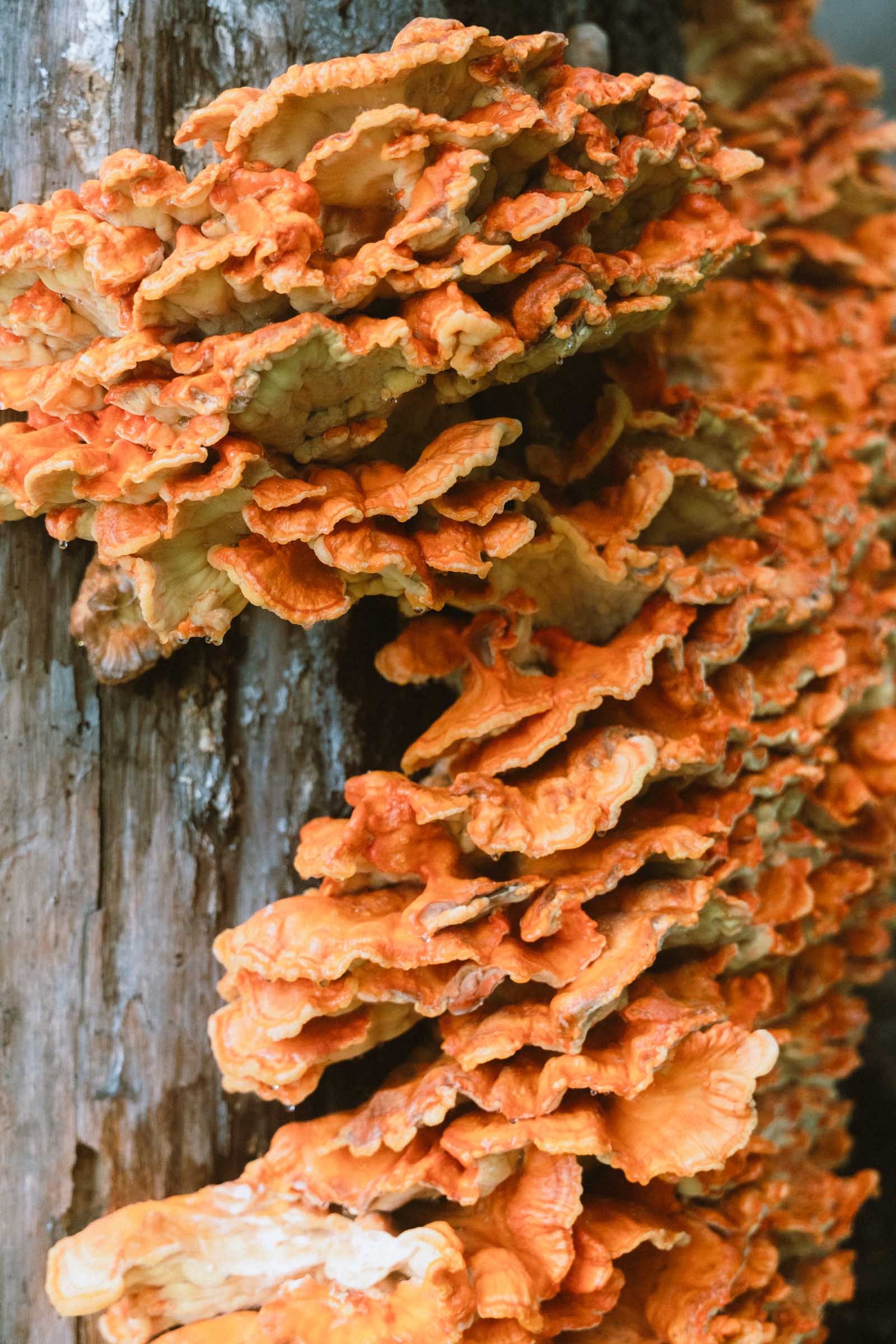 Comet Falls in Mount Rainier: Complete Hiking Guide 22 mushroom on tree near comet falls trail